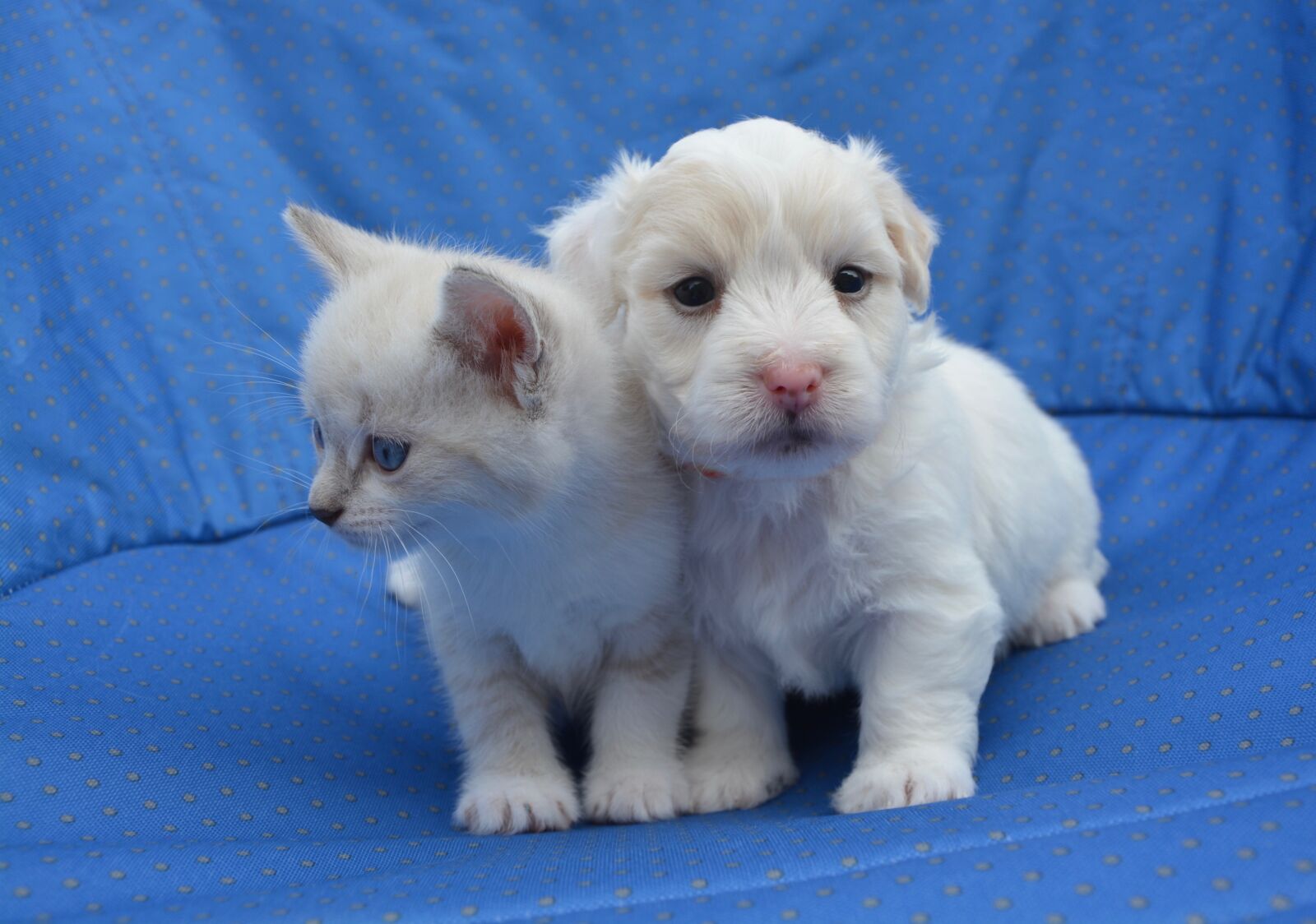 Nikon D5200 sample photo. Kitten puppy, puppy kitten photography