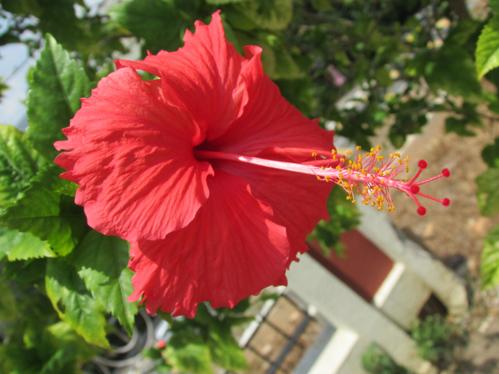Canon PowerShot SX500 IS sample photo