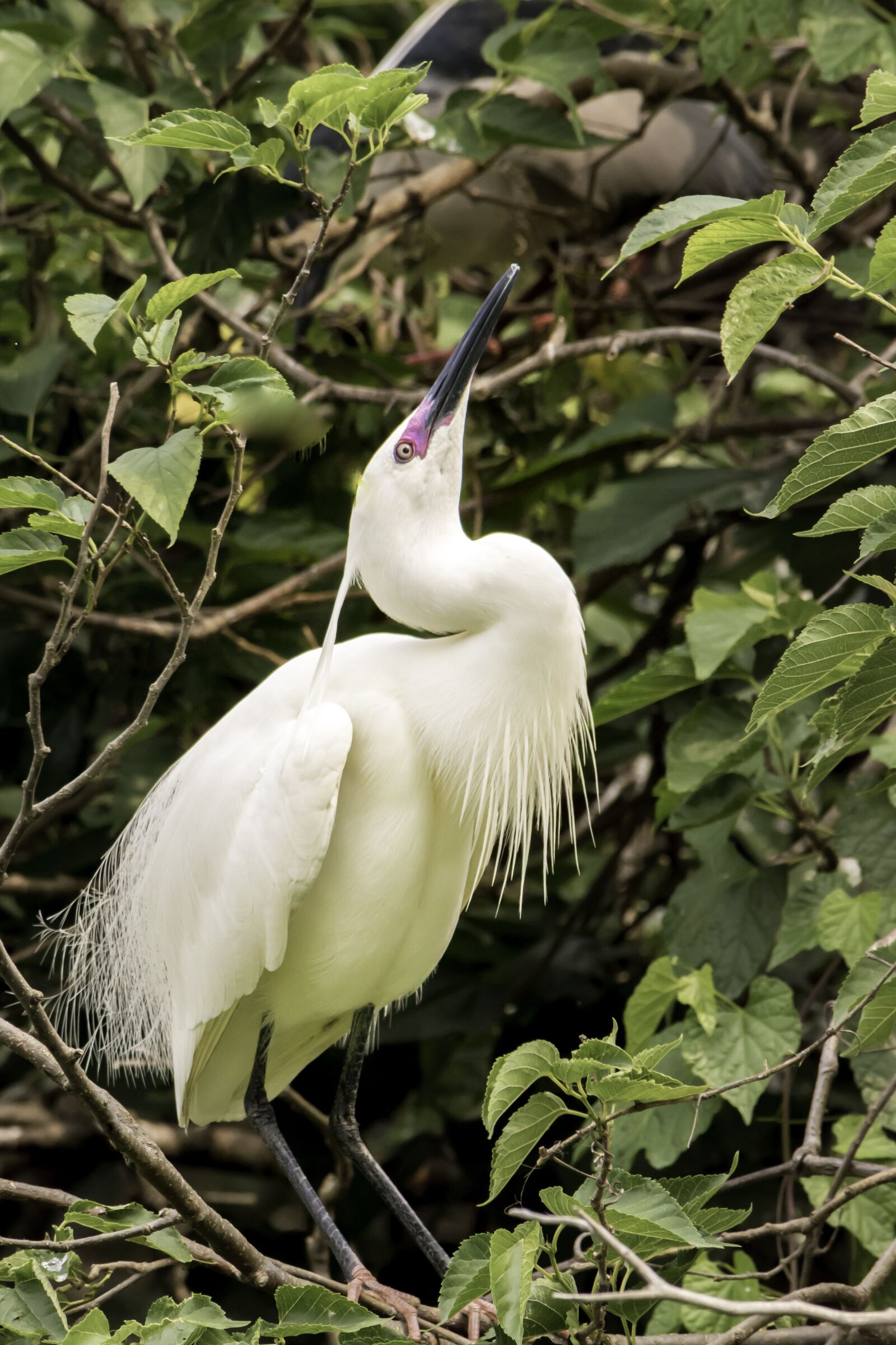 Nikon D5500 sample photo. Nature, bird, wildlife photography
