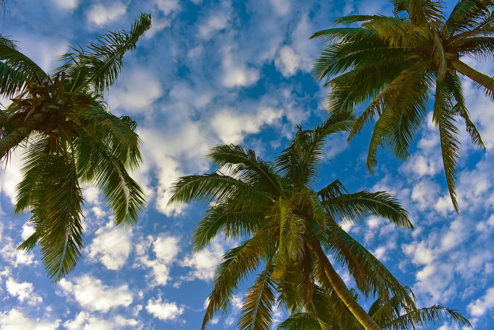 Nikon D3400 sample photo. Palm trees, sky, clouds photography