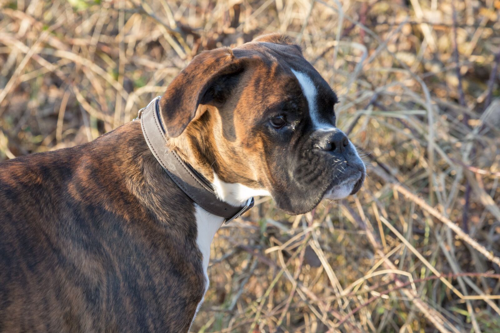 Canon EOS 70D + Canon EF 70-200mm F2.8L IS II USM sample photo. Dog, boxer, animal portrait photography