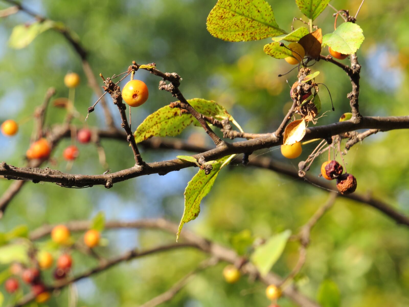 Canon PowerShot SX50 HS sample photo. Tree, berries, berry photography