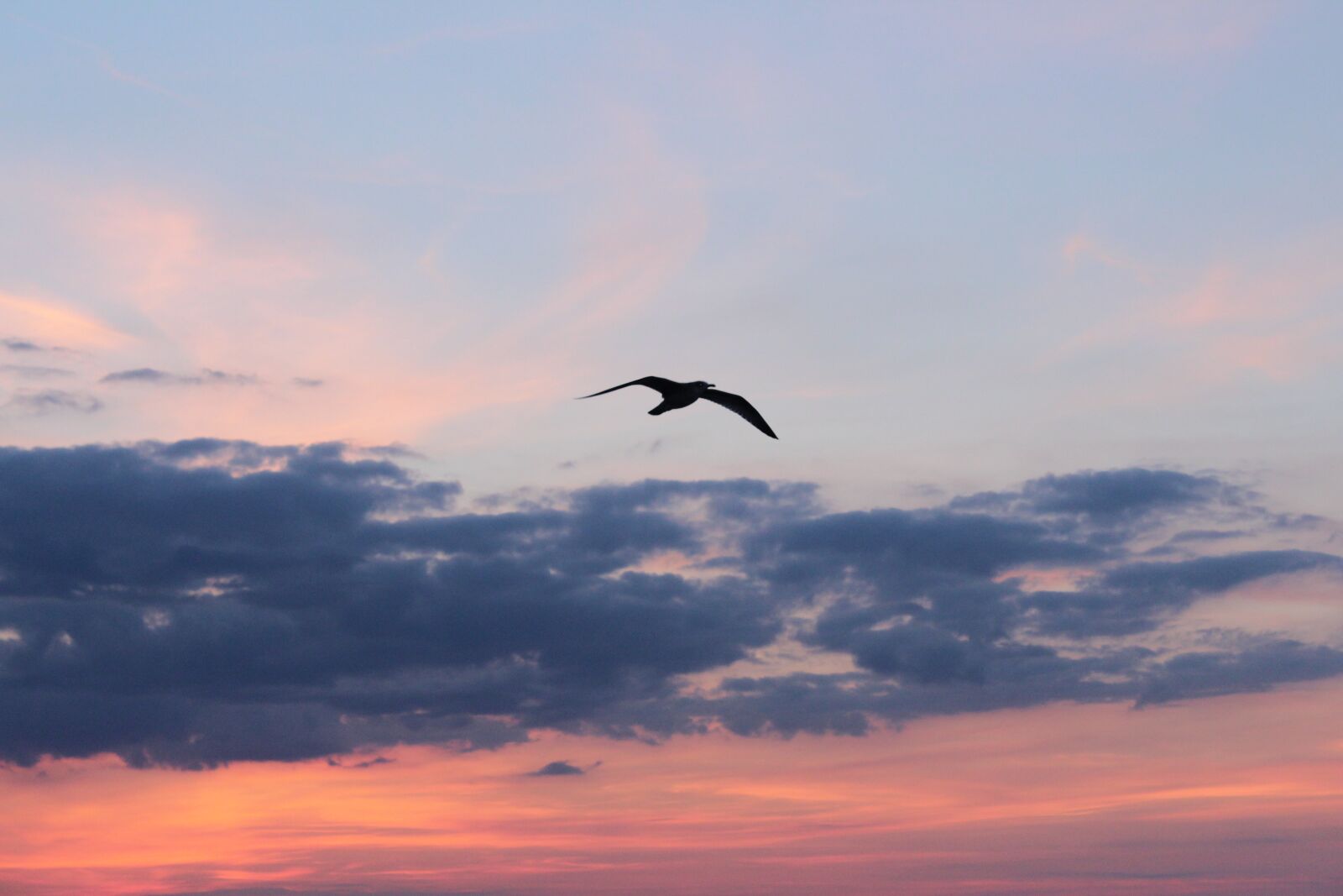 Canon EOS 1300D (EOS Rebel T6 / EOS Kiss X80) sample photo. Sky, sunset, birds photography