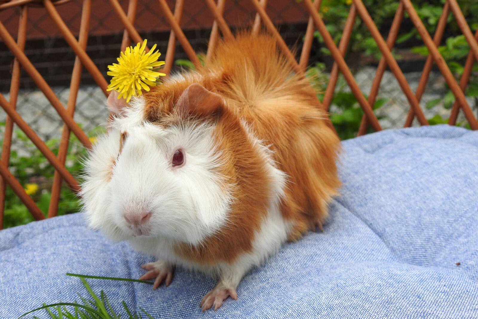 Nikon Coolpix P900 sample photo. Rodent, mammals, charming photography