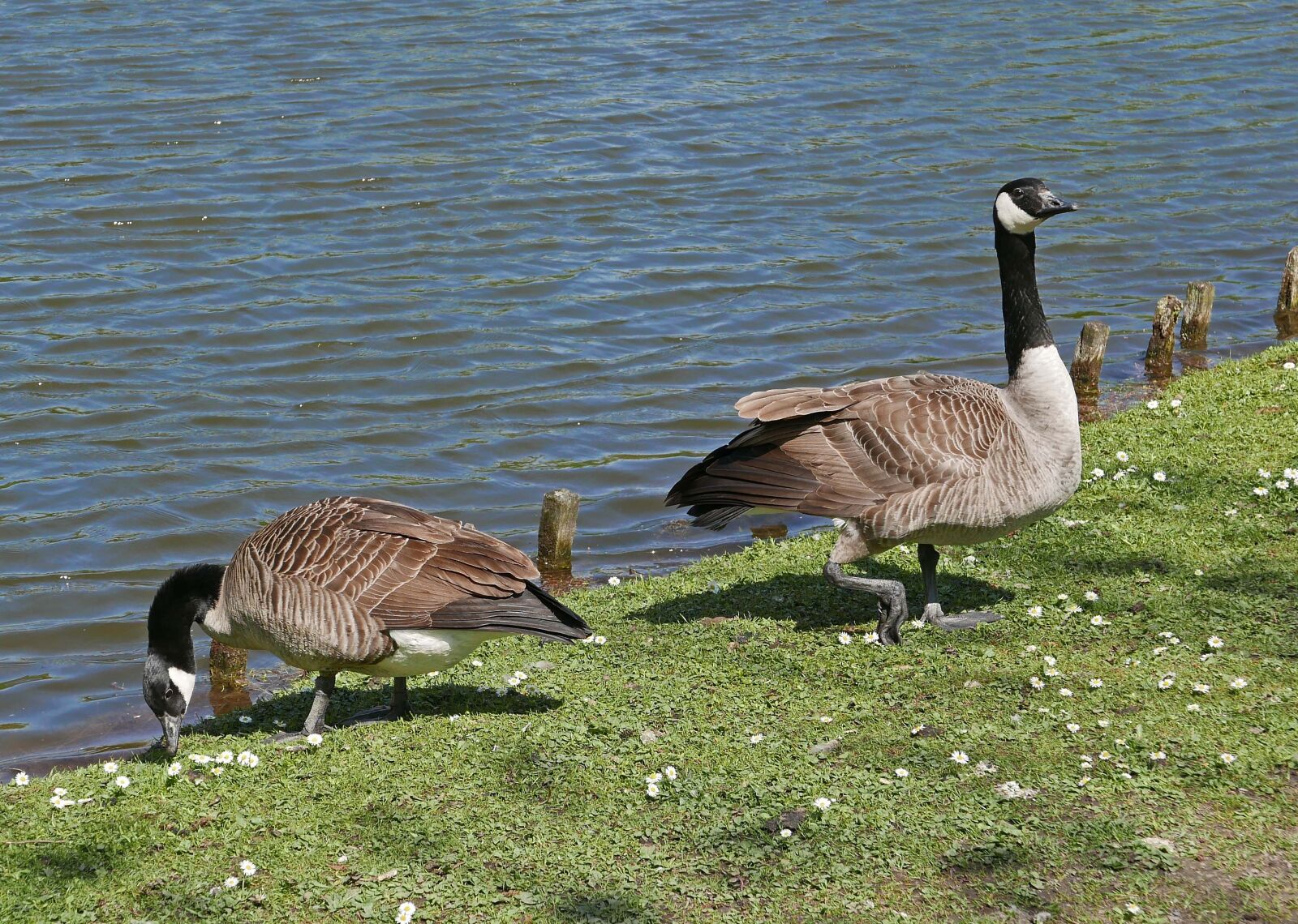 Panasonic Lumix DMC-LX100 sample photo. Canada geese, castle park photography
