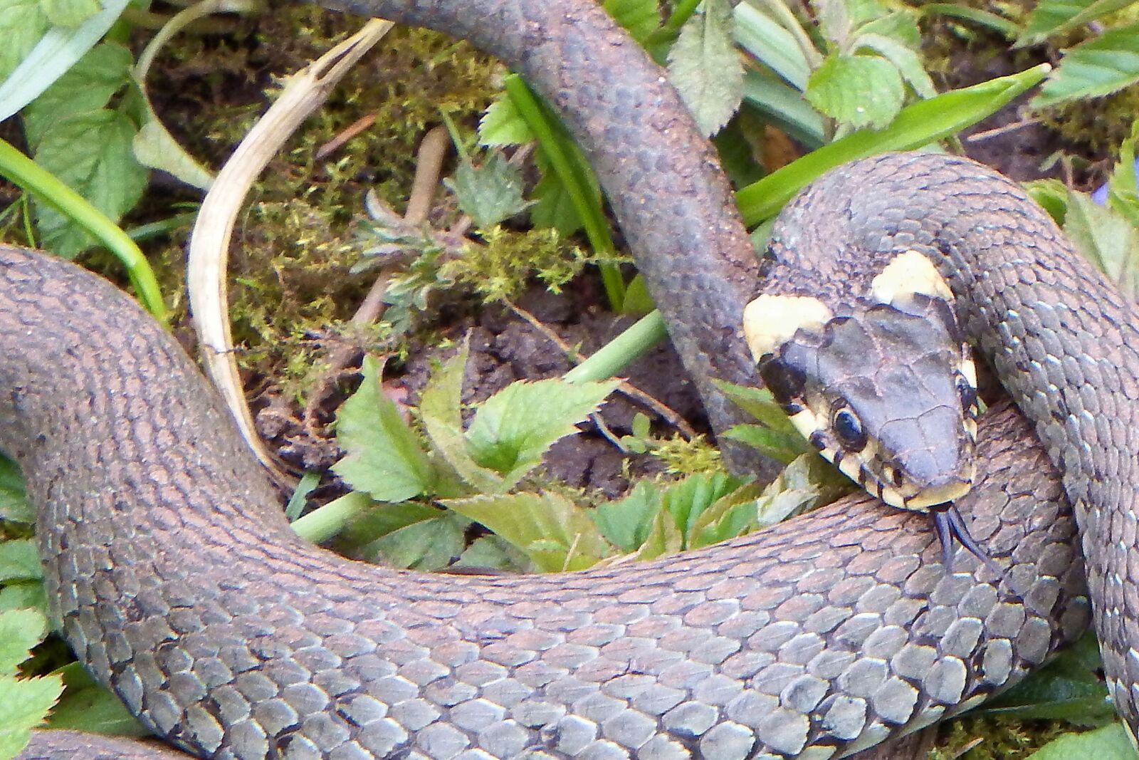 Fujifilm FinePix SL1000 sample photo. Grass snake, snake, reptile photography