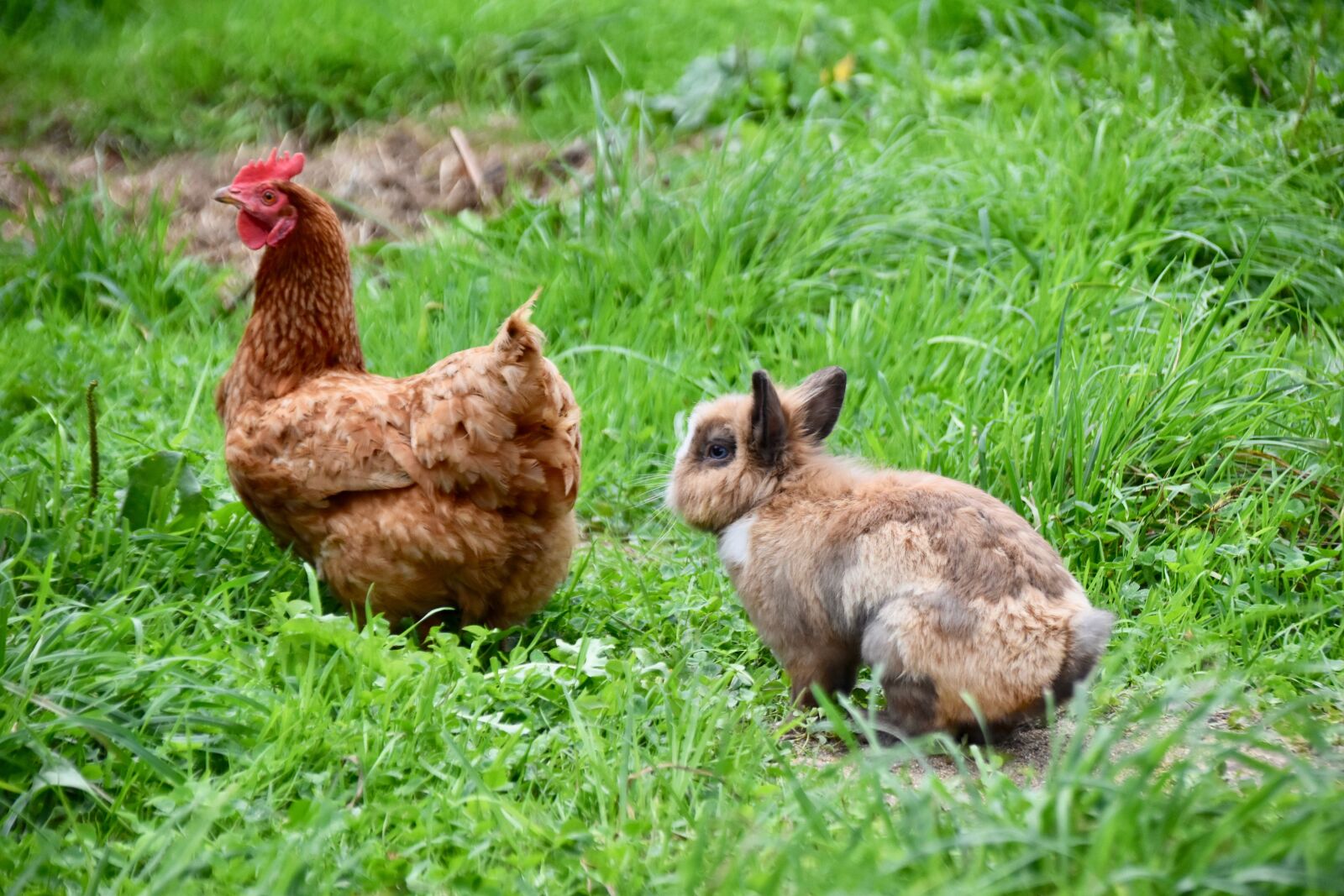 Nikon D5600 sample photo. Hen, rabbit, farmyard animals photography