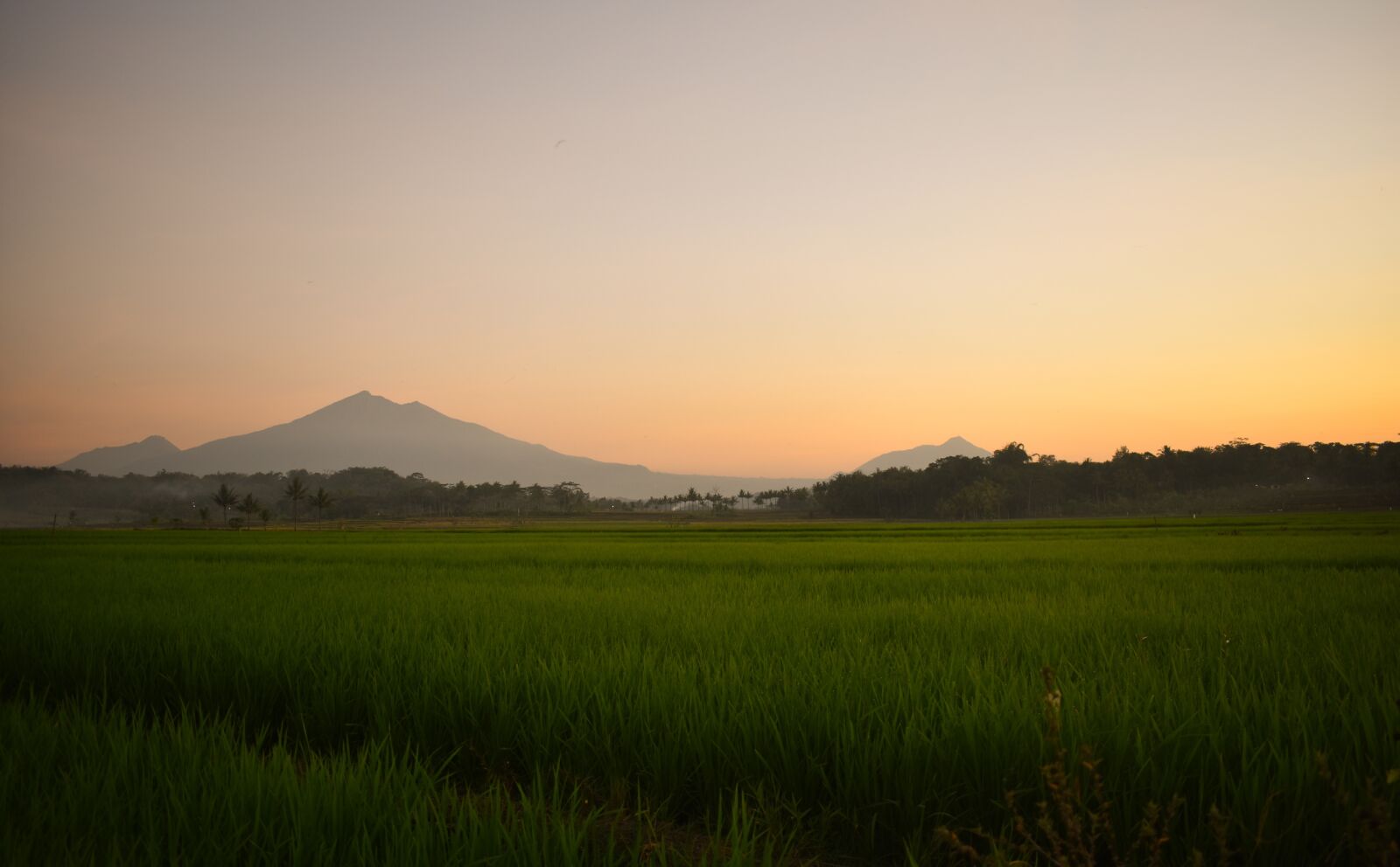 Nikon D3400 sample photo. Rice field, landscape, agriculture photography