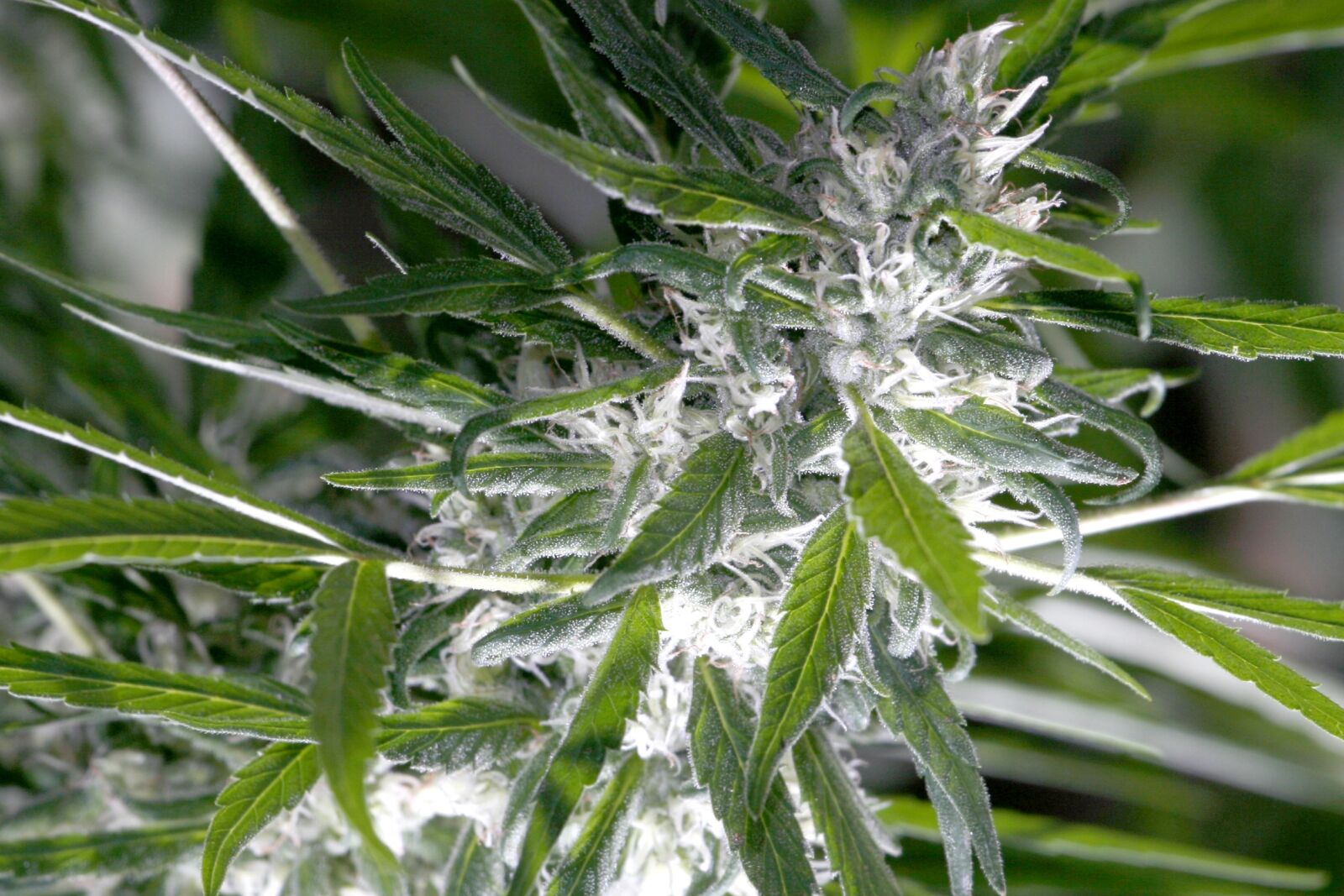 Canon EOS 400D (EOS Digital Rebel XTi / EOS Kiss Digital X) sample photo. Fairy godmother, cannabis, marijuana photography