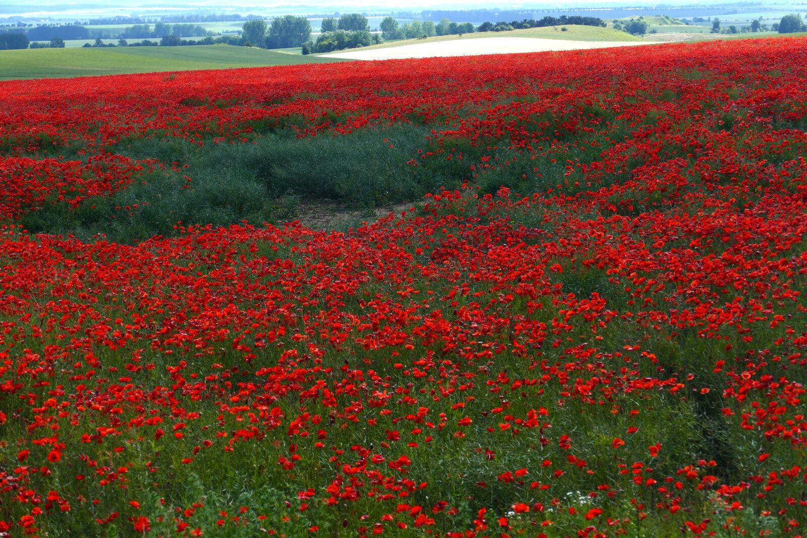 Panasonic Lumix DMC-FZ1000 sample photo. Field, poppy, wild photography