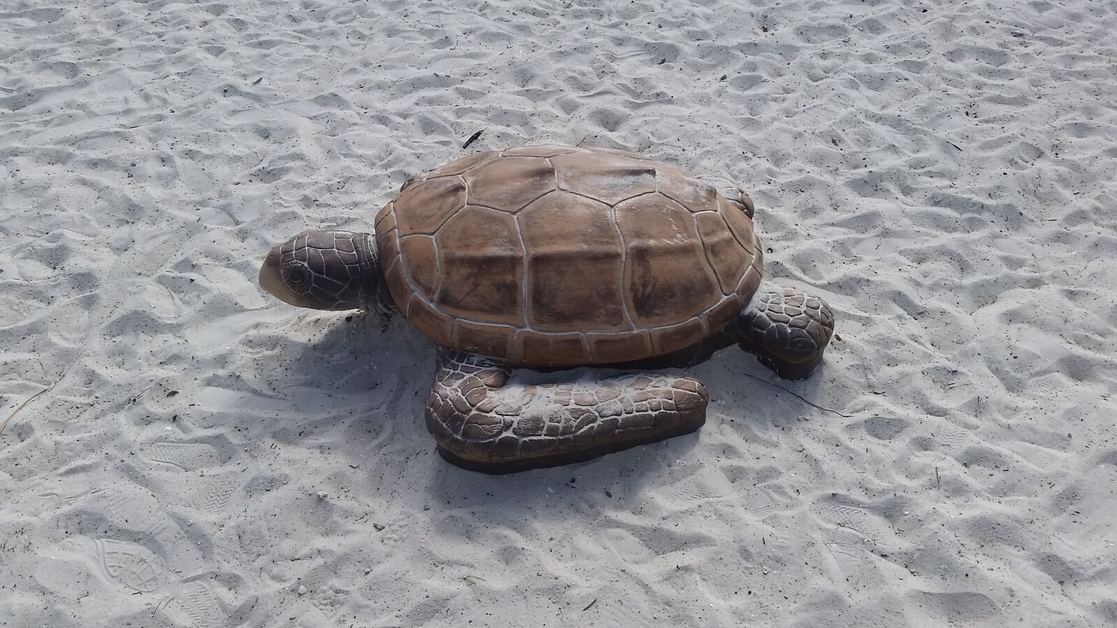 Samsung Galaxy S5 sample photo. Turtle, sand, ft myers photography