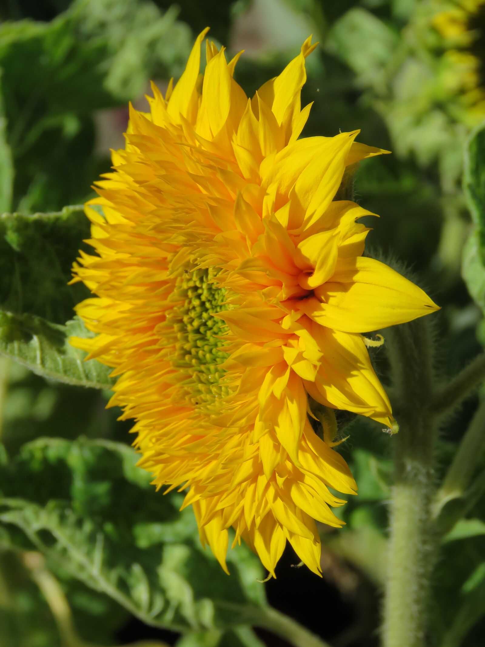 Canon PowerShot SX60 HS sample photo. Zonebloem, macro, flower photography