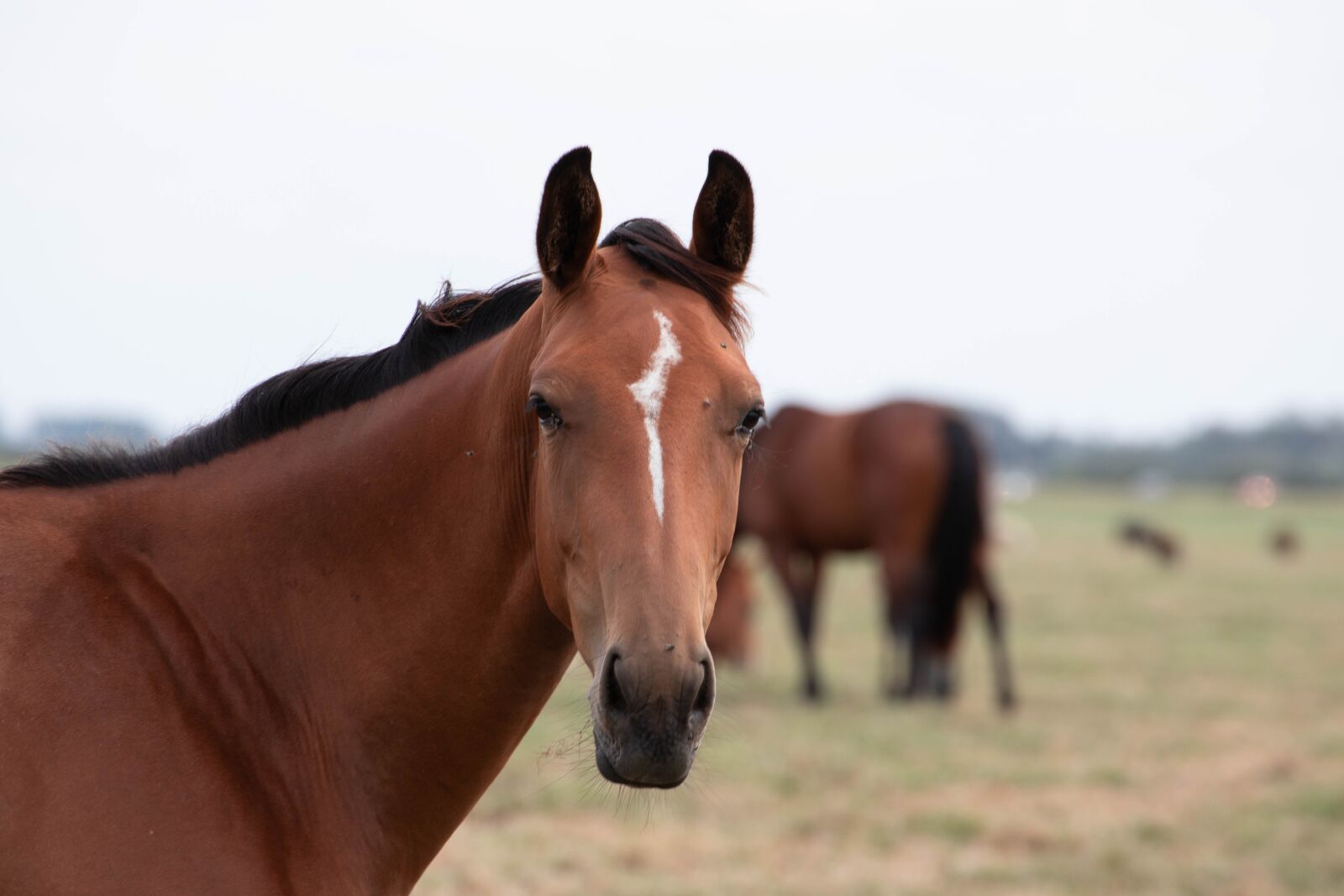 Canon EOS 6D Mark II sample photo. Horse, horses, animal photography
