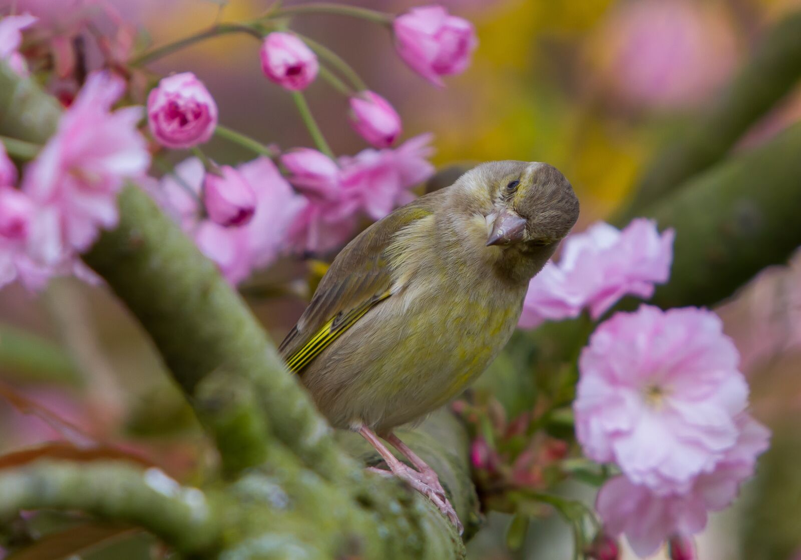 Canon EF 70-200mm F2.8L IS USM sample photo. Greenfinch, fink, bird photography