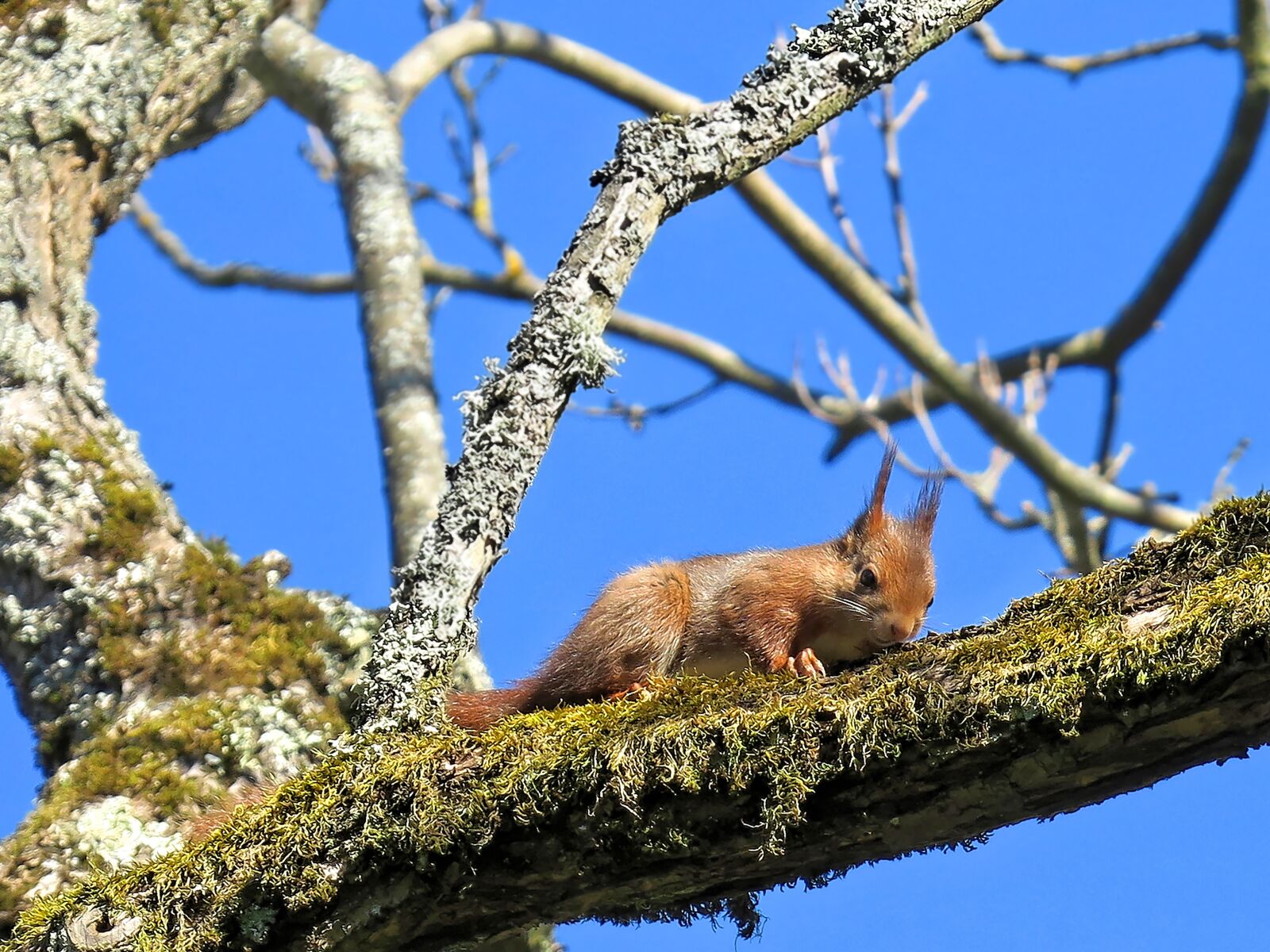 Canon PowerShot G3 X sample photo. Squirrel, branch, squirrel nibbling photography