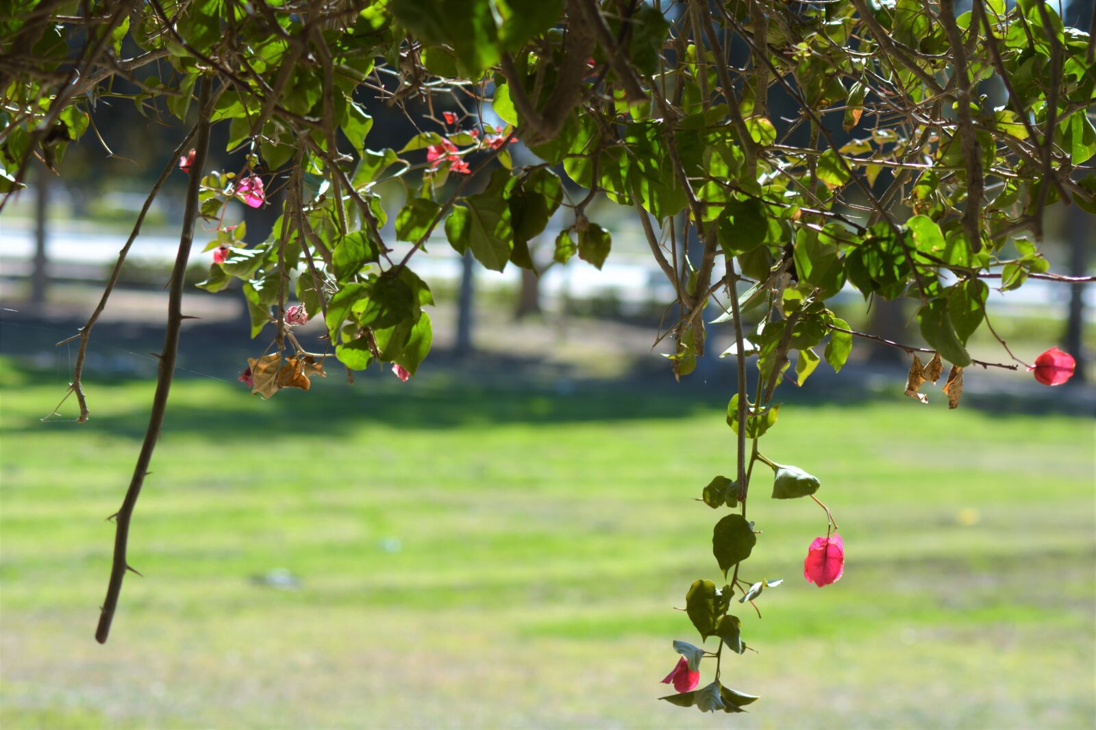 Nikon D5200 sample photo. Nature, flowers, tree photography