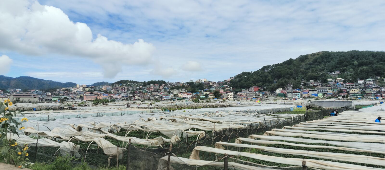 Infinix X6871 sample photo. Strawberry farm in baguio photography