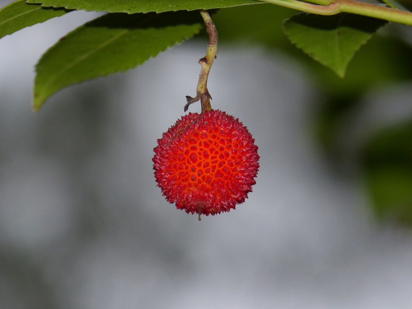 Panasonic DMC-FZ62 sample photo. Strawberry tree, cherry shepherd photography