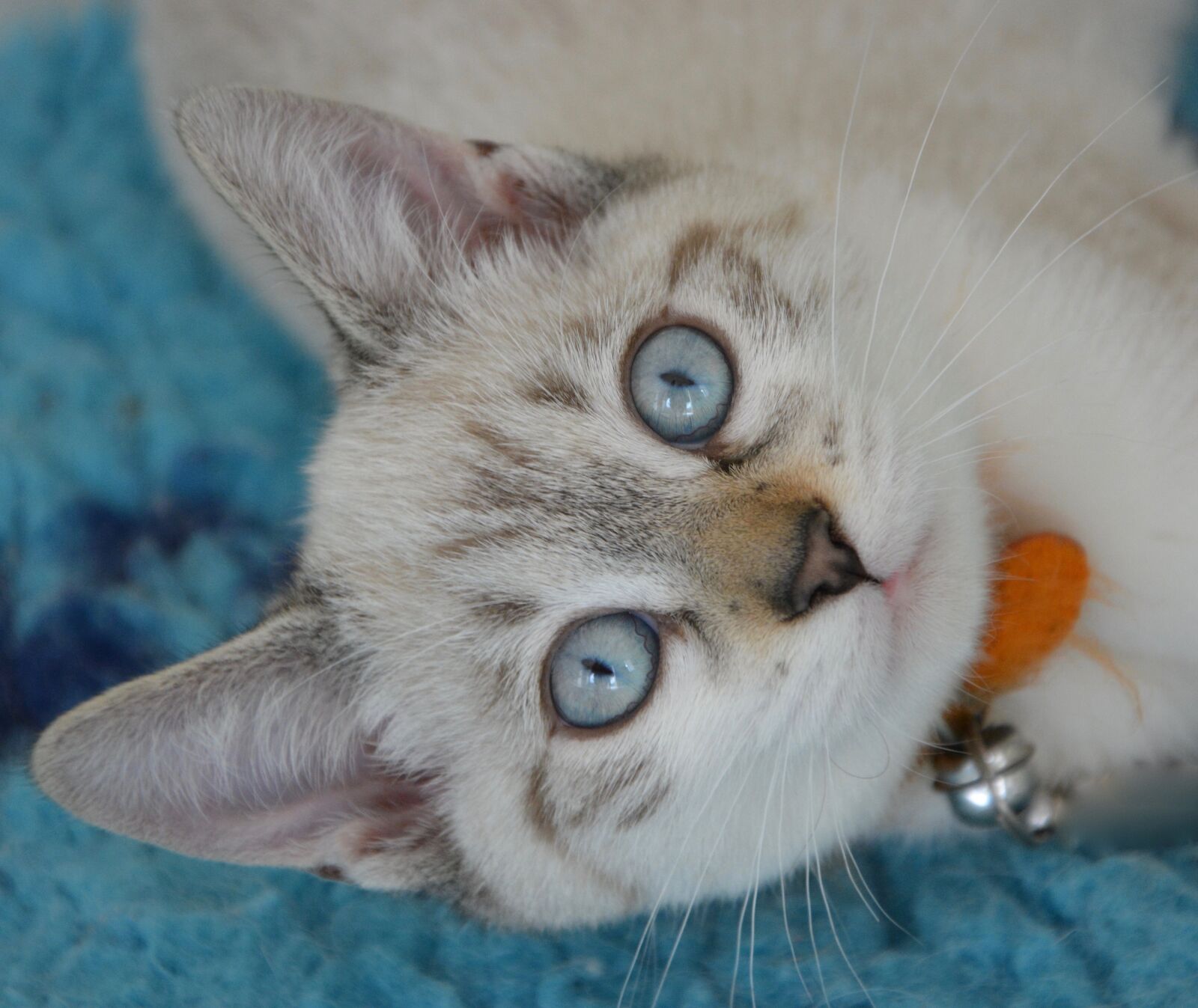 Nikon D5200 sample photo. Cat, kitten, head photography