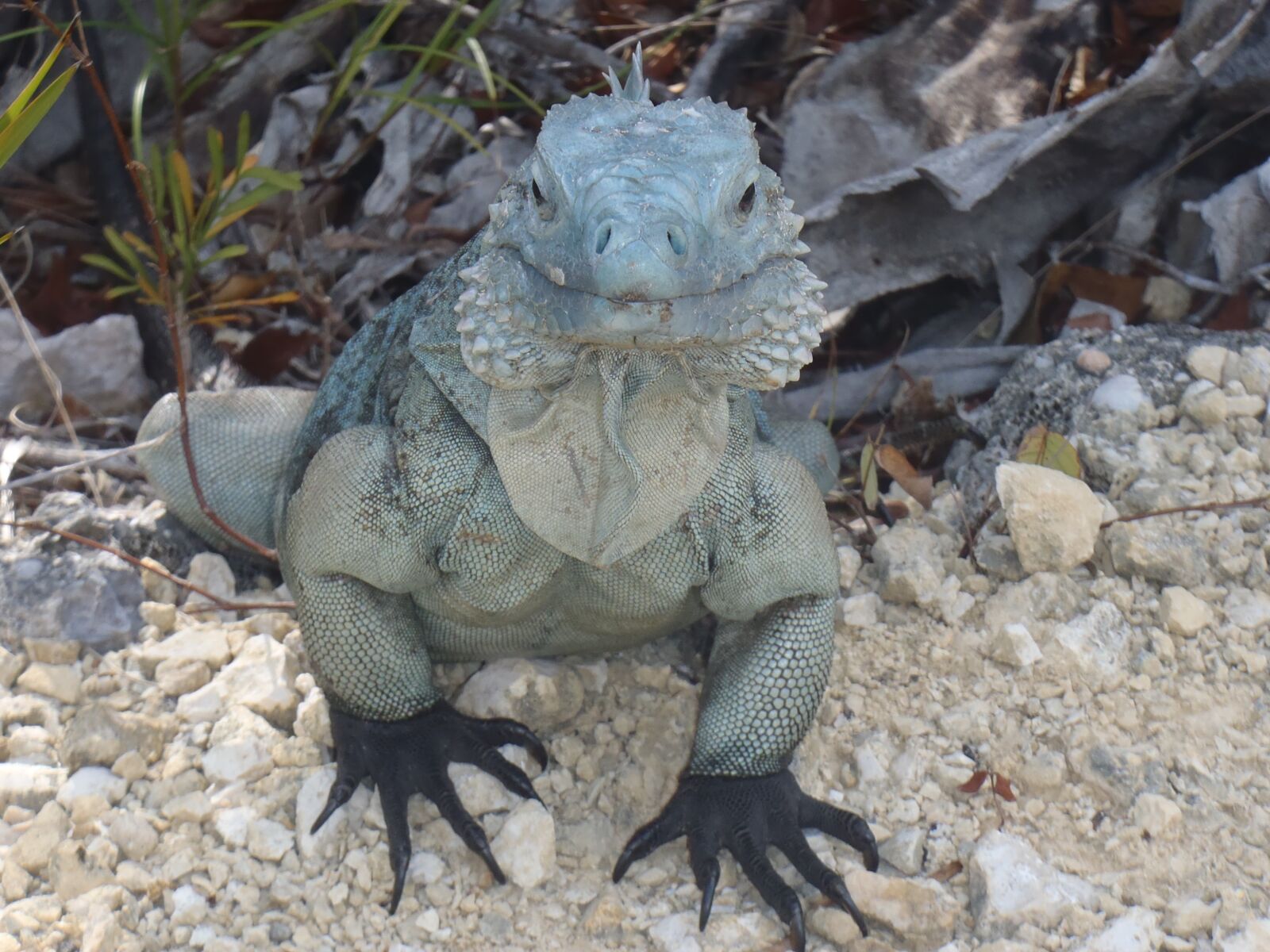 Olympus StylusTough-3000 sample photo. Iguana, blue, grand cayman photography