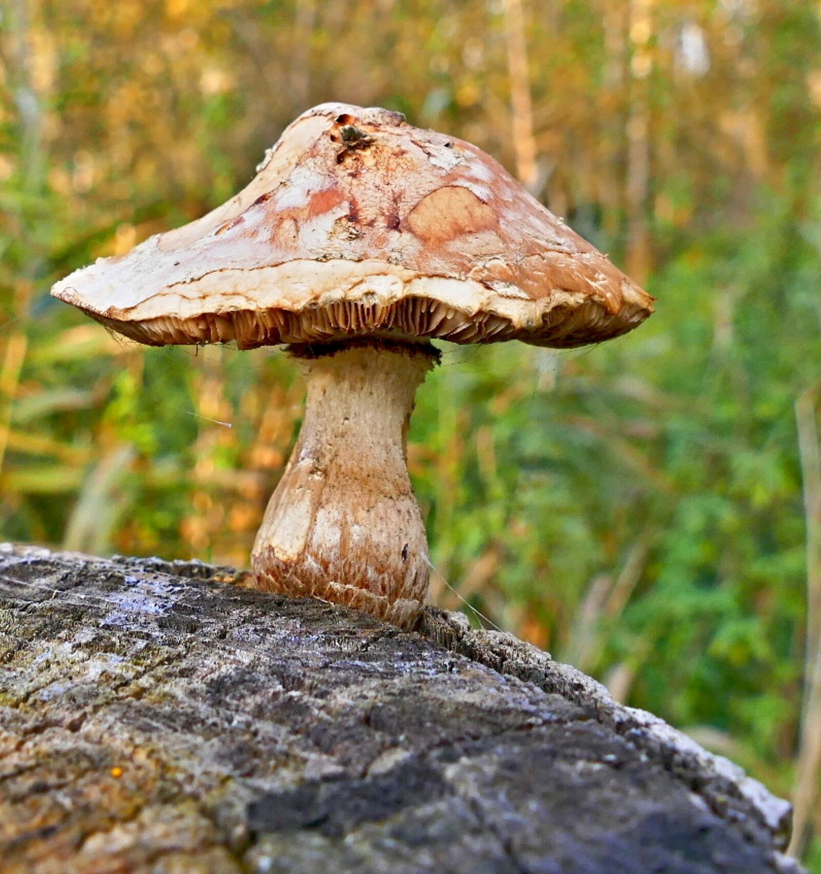 Panasonic Lumix DMC-FZ1000 sample photo. Boletus, forest, stump photography