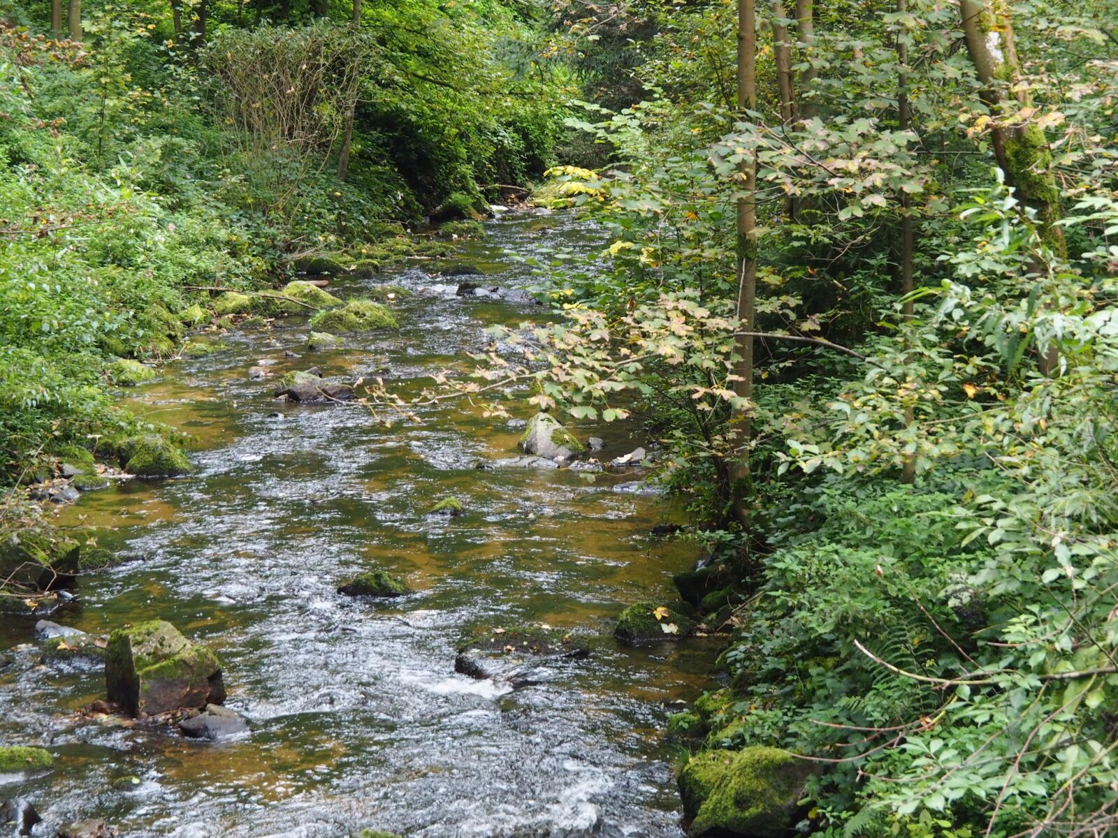 Olympus PEN E-PL7 sample photo. Bach, river, forest photography