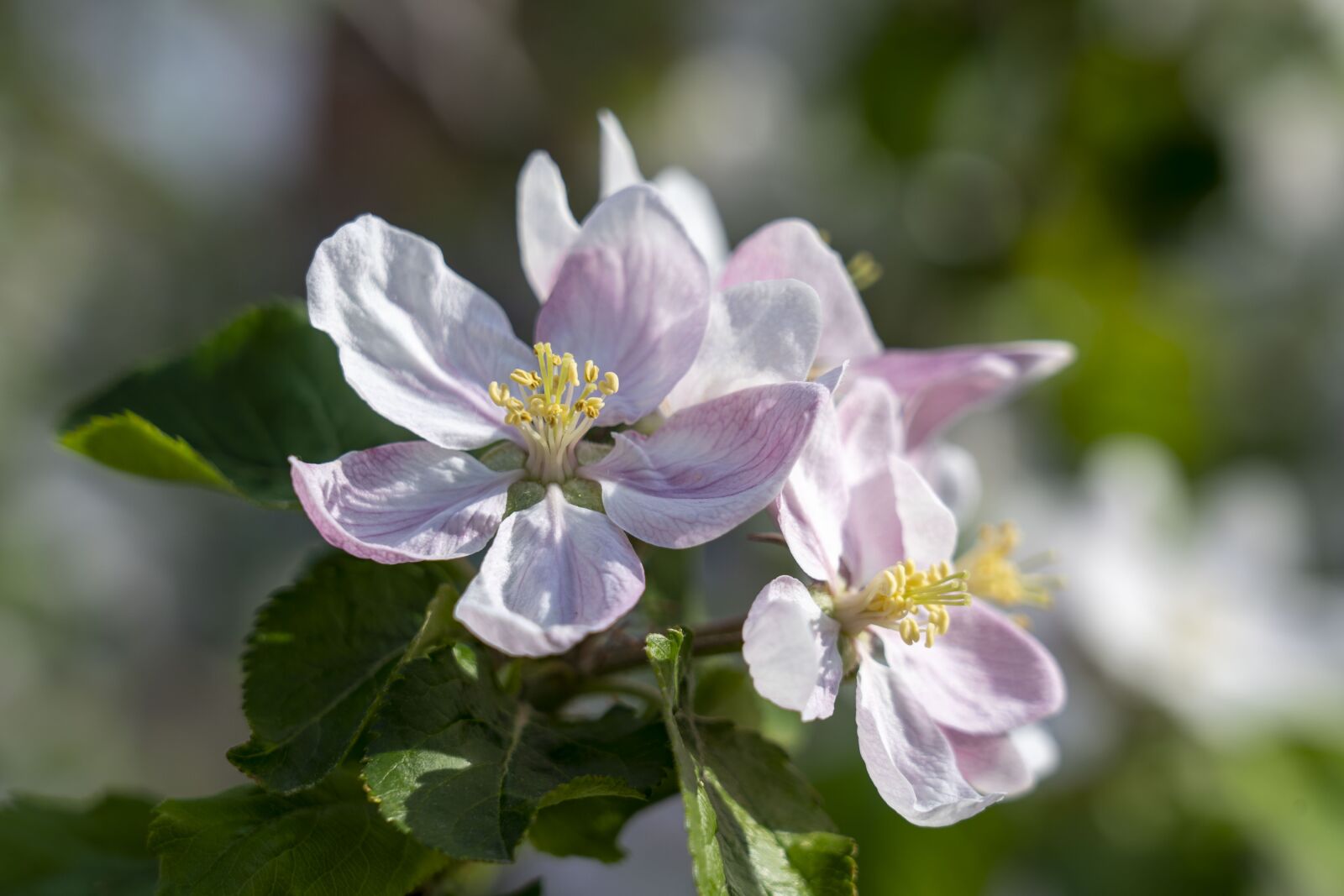 Sony FE 24-105mm F4 G OSS sample photo. Apple tree, tree, flowering photography