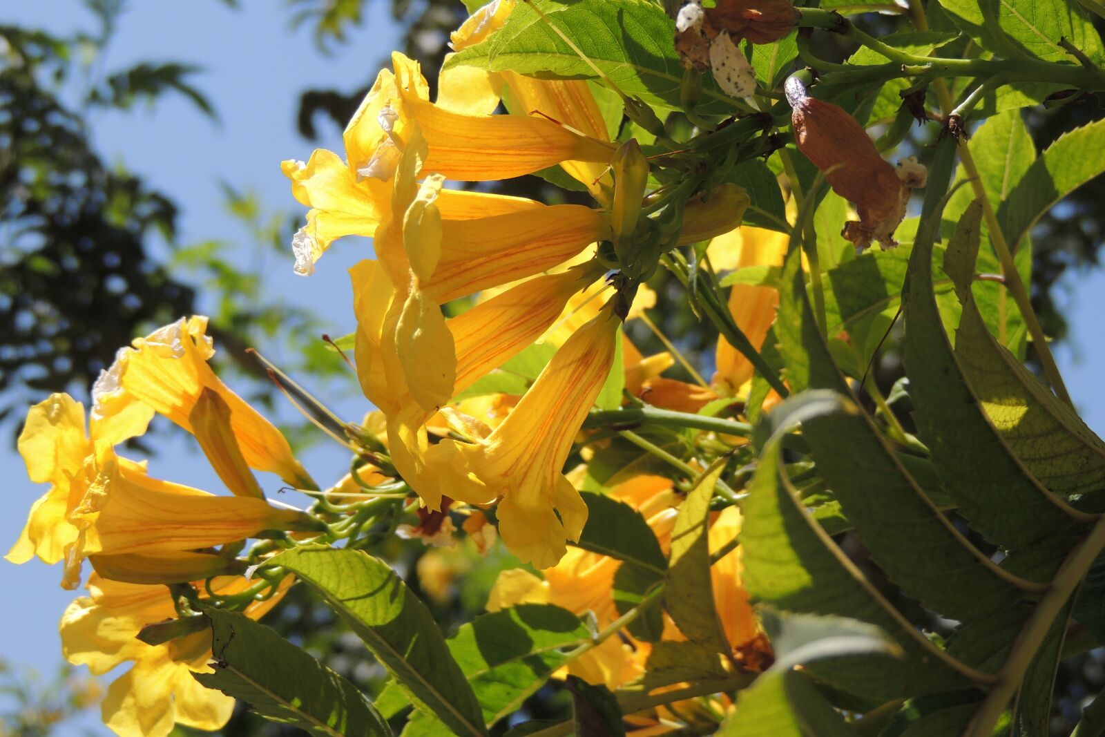Nikon Coolpix P510 sample photo. Flowers, nature, antioquia photography