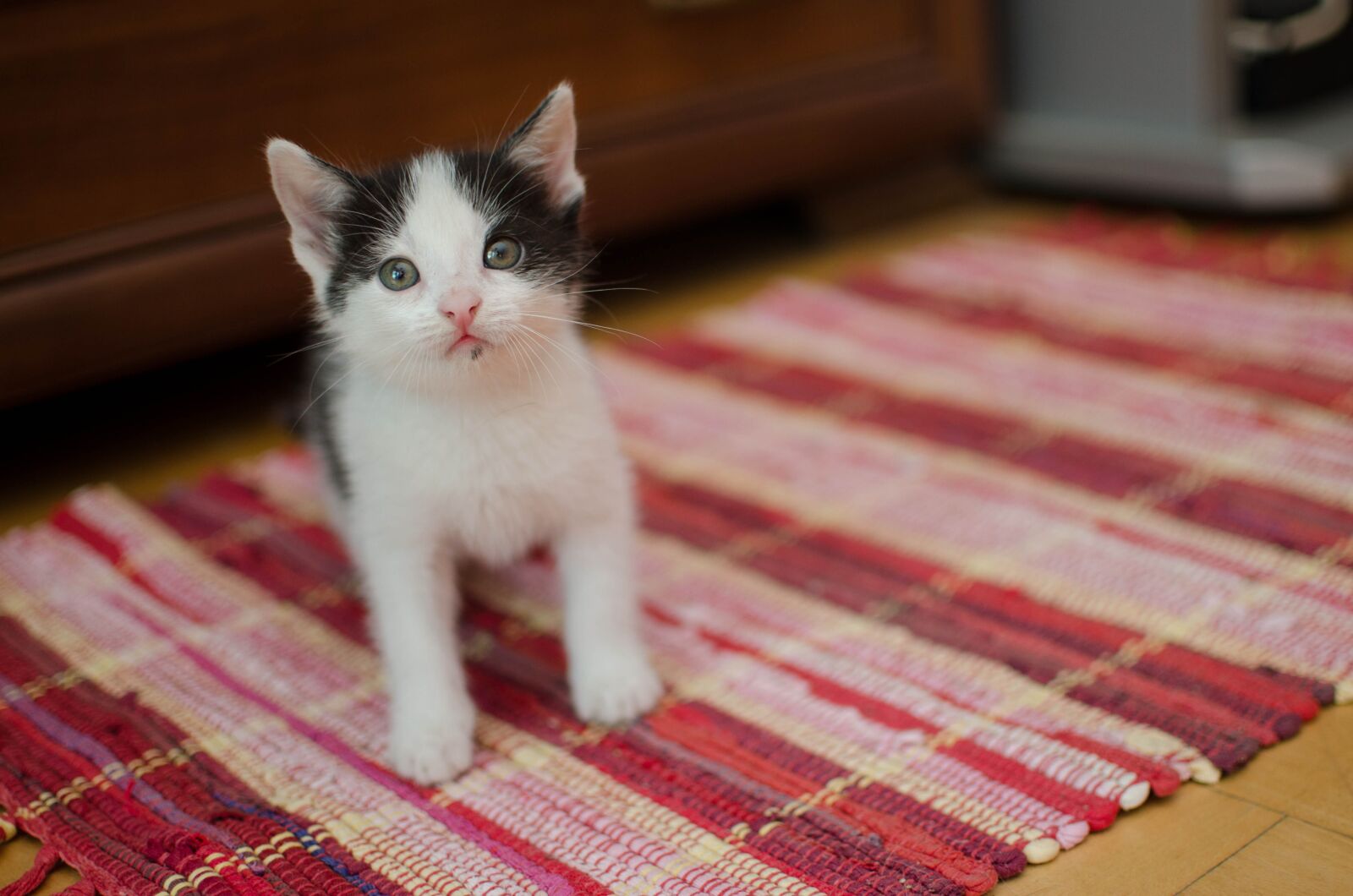 Nikon D7000 sample photo. Cat, kitty, little kitty photography