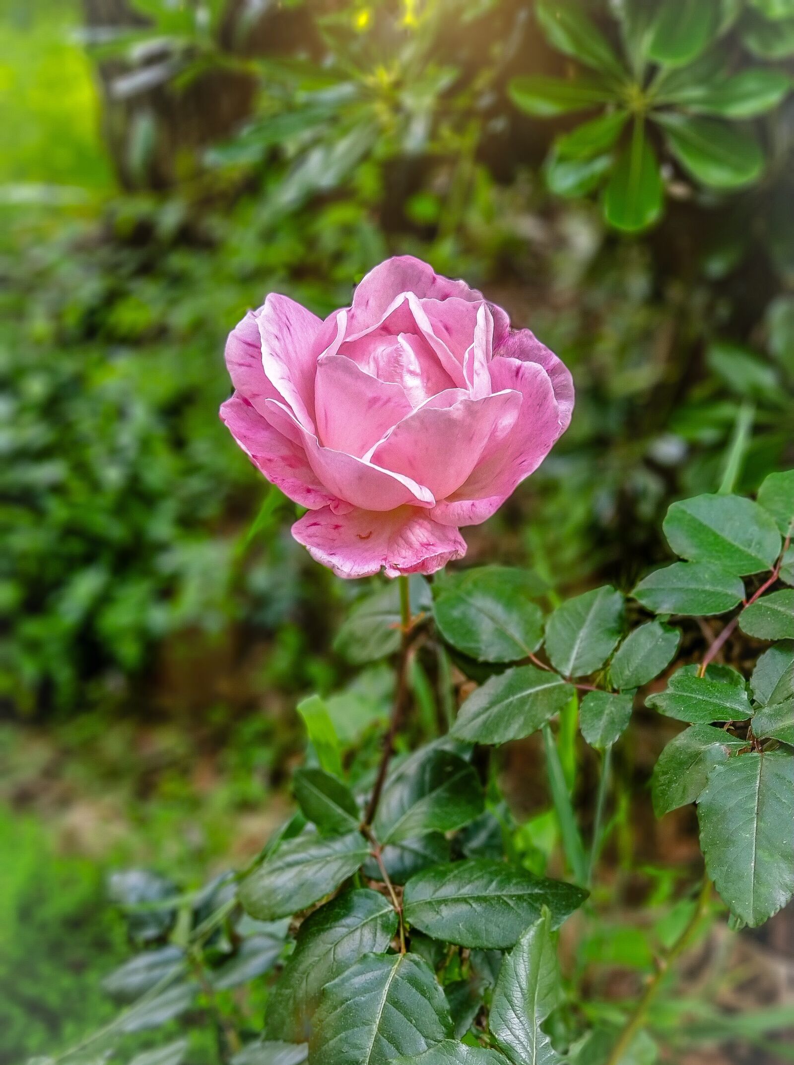Xiaomi Mi A3 sample photo. Rosa, garden, pink photography