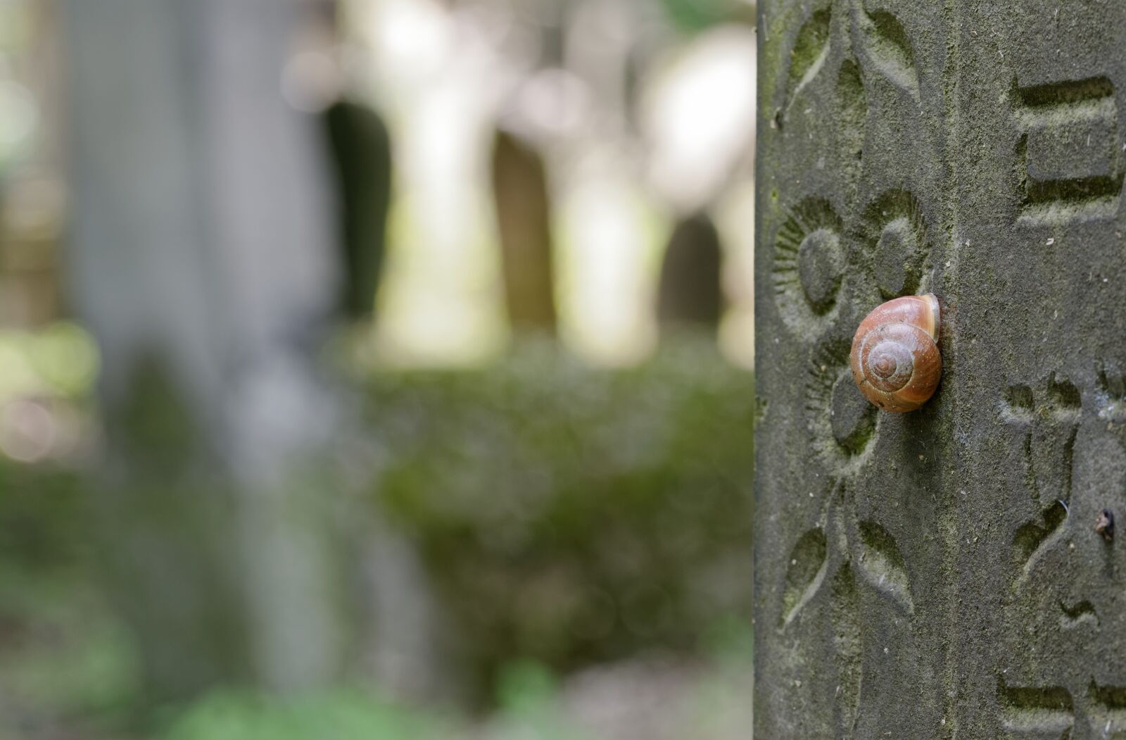 Nikon D5100 sample photo. Snail, shell, nature photography