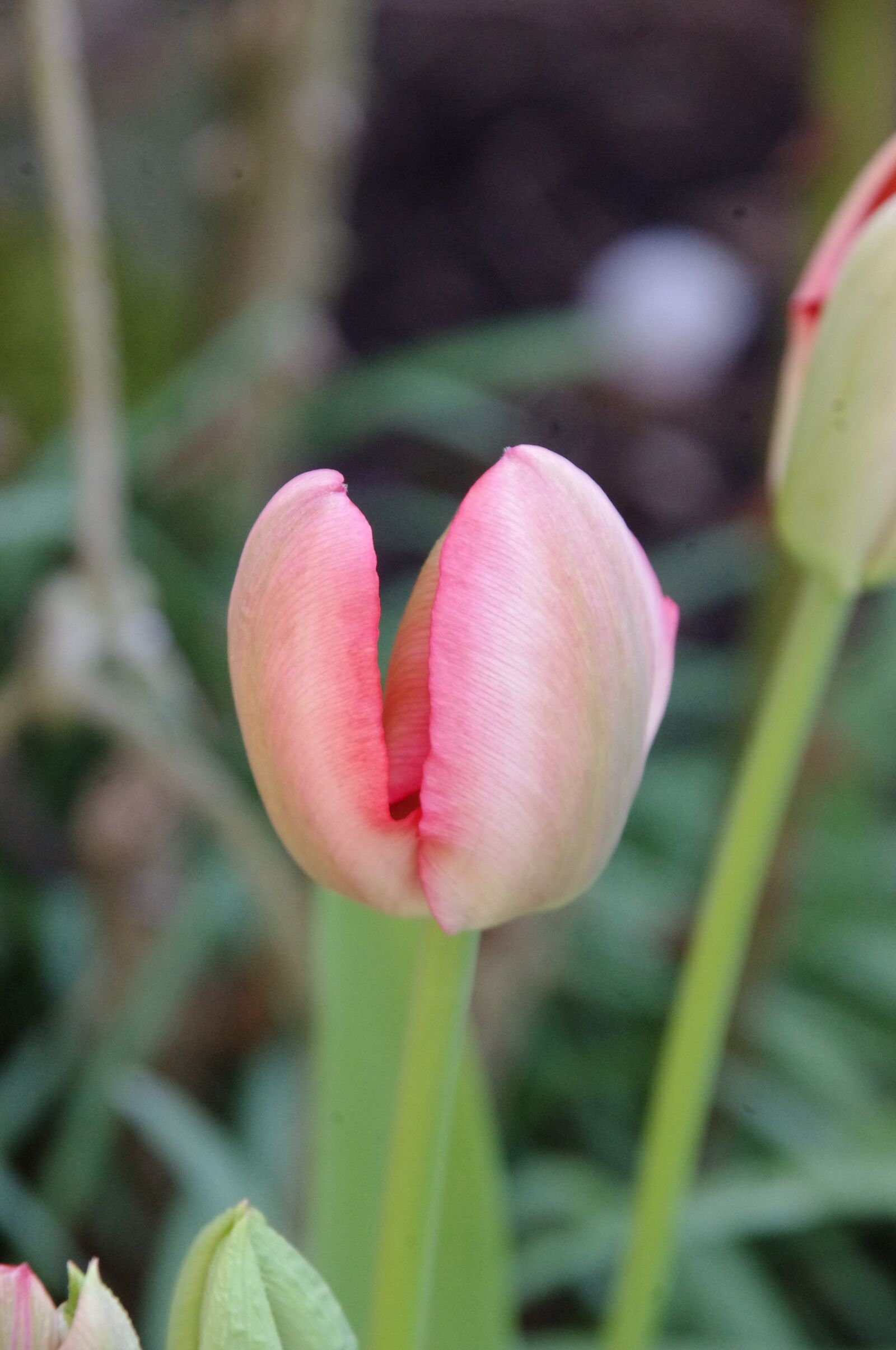 Pentax K-x sample photo. Flower, blossom, bloom photography