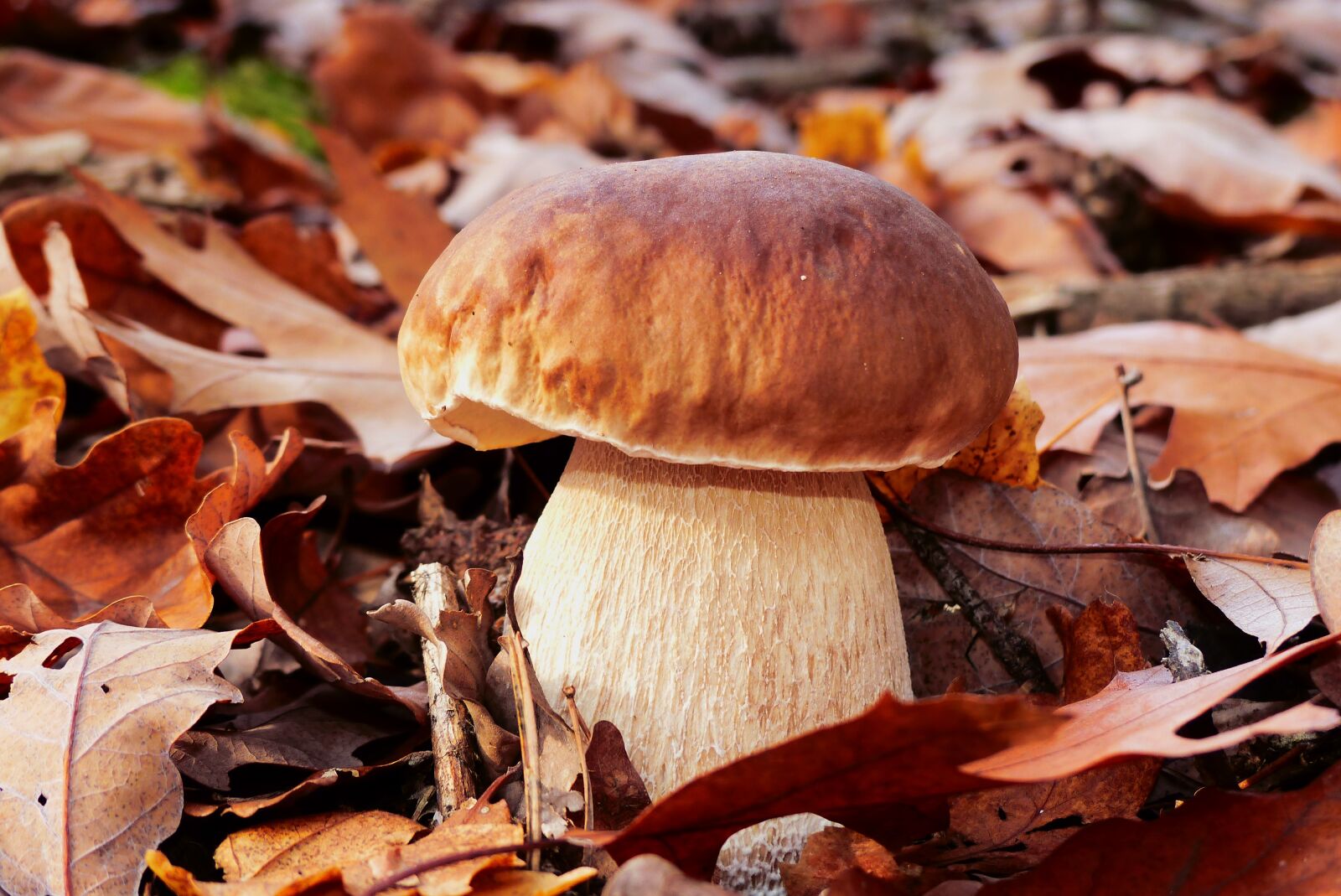 Panasonic Lumix DMC-FZ200 sample photo. Boletus edulis, seasons of photography