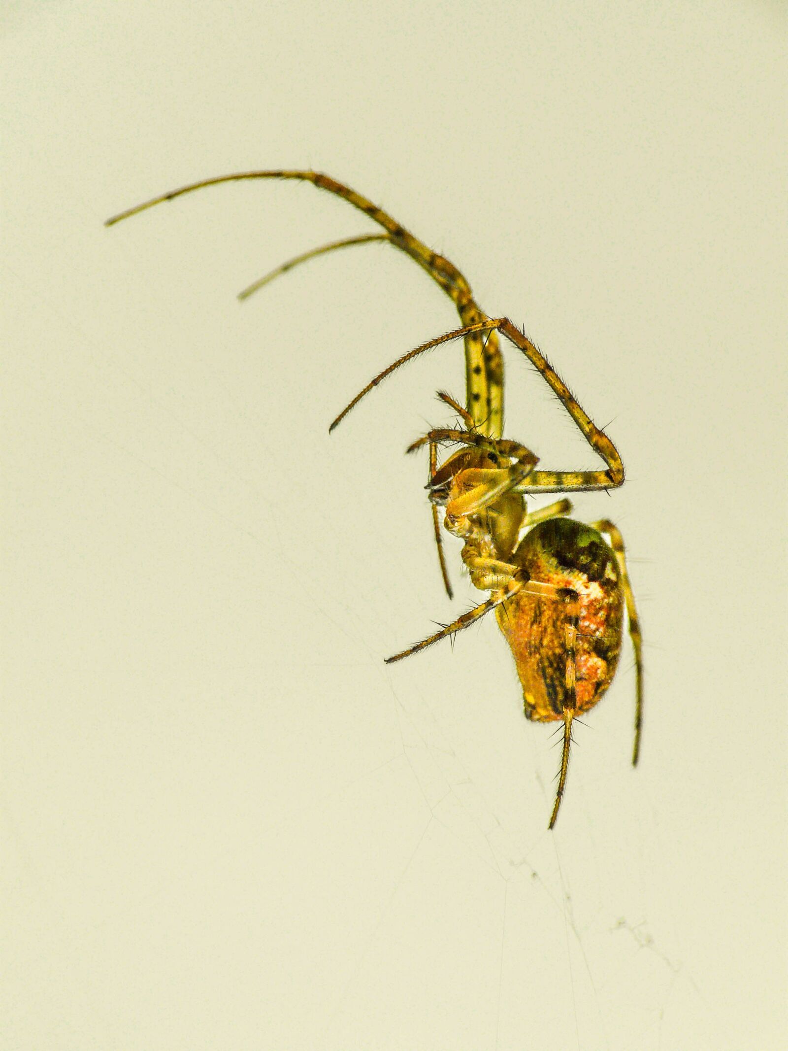 Panasonic DMC-FZ18 sample photo. Spider, nature, close up photography