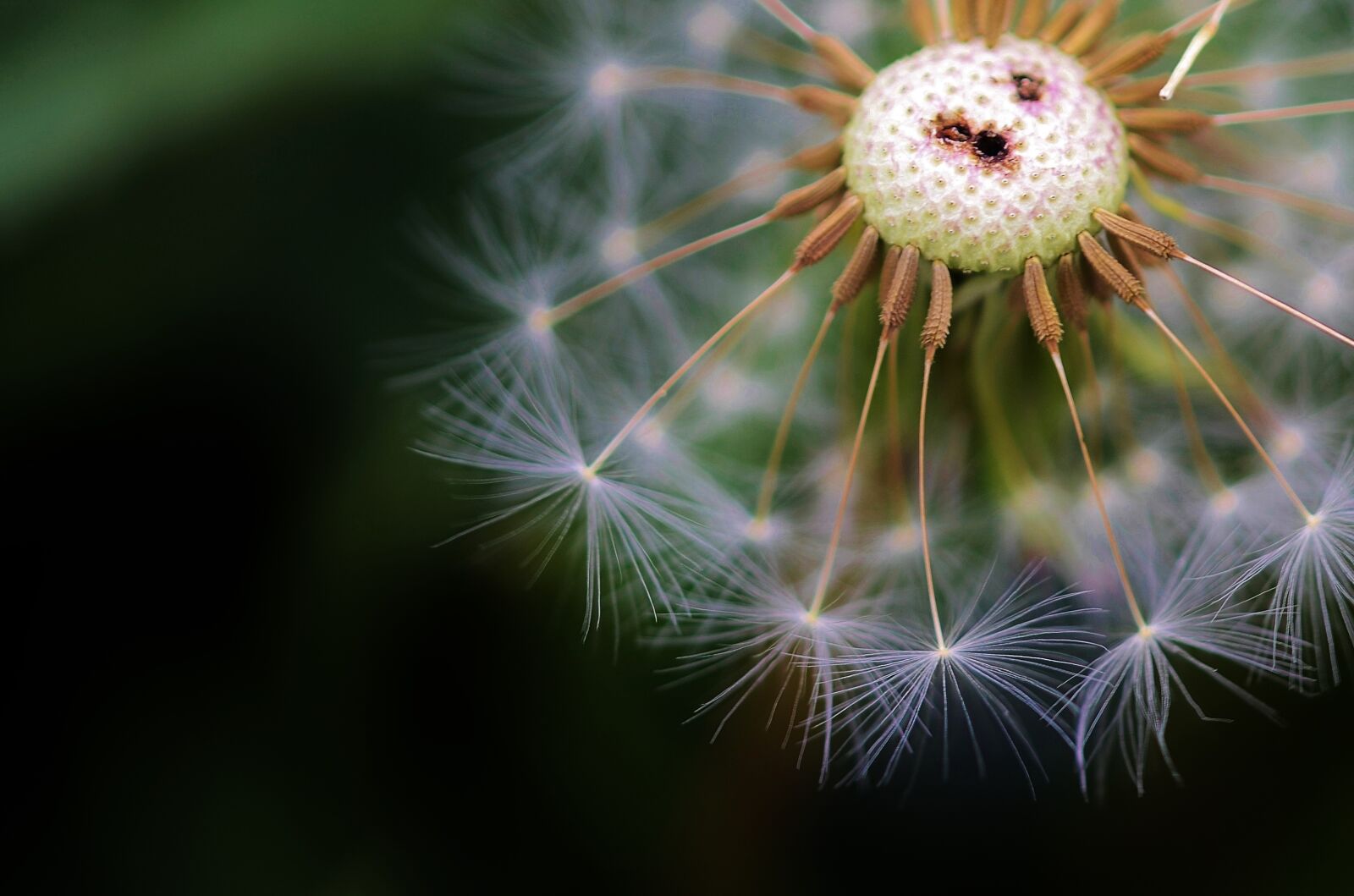 Nikon D7000 sample photo. Dandelion, flower, spring photography