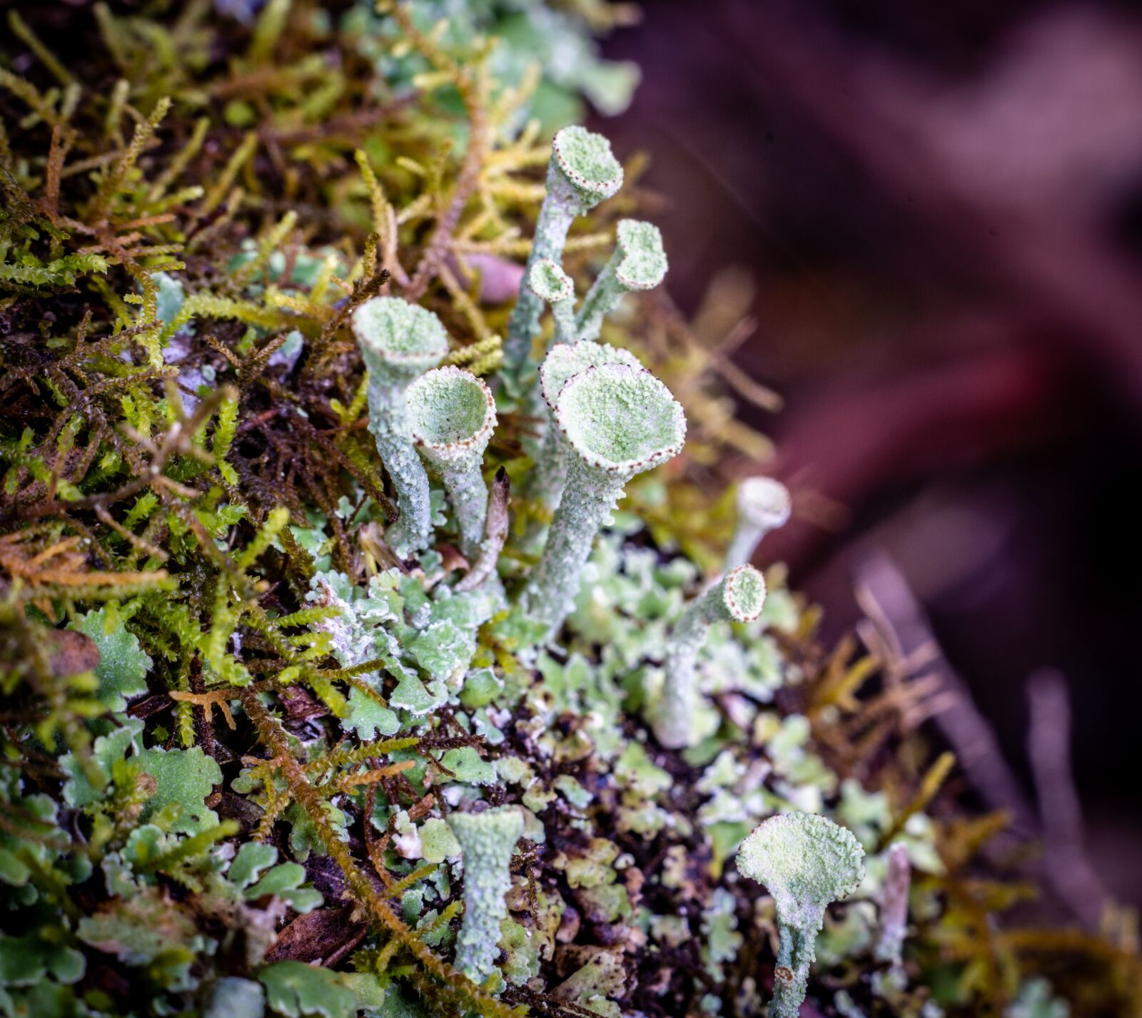 Nikon D7200 sample photo. Small, plant, nature photography