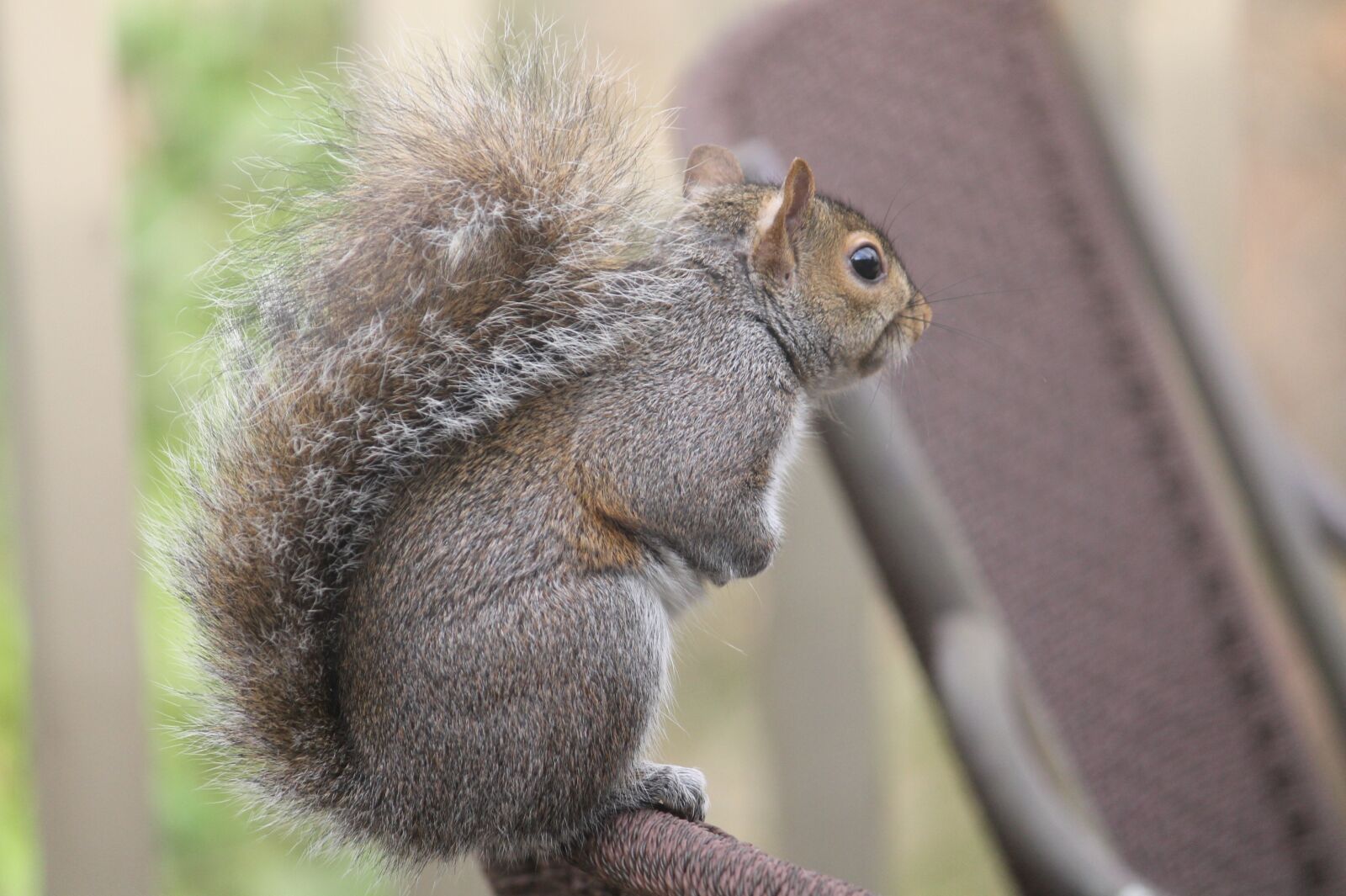 Canon EOS 1100D (EOS Rebel T3 / EOS Kiss X50) sample photo. Mammal, wildlife, squirrel photography