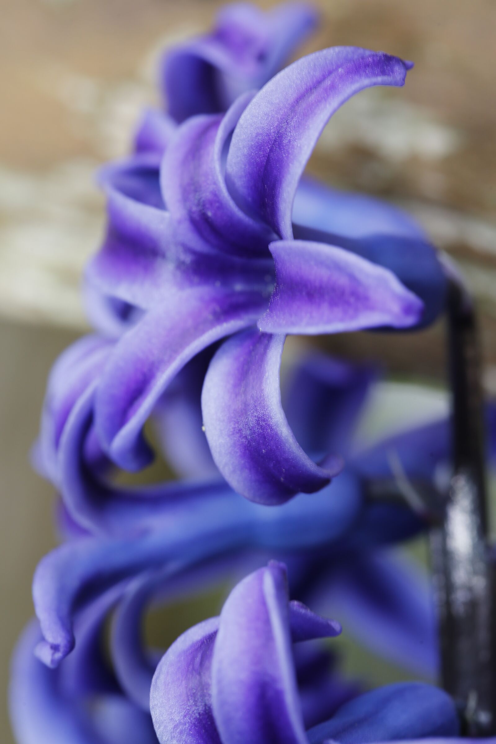 Canon EF 100mm F2.8L Macro IS USM sample photo. Spring, bud, sprout photography