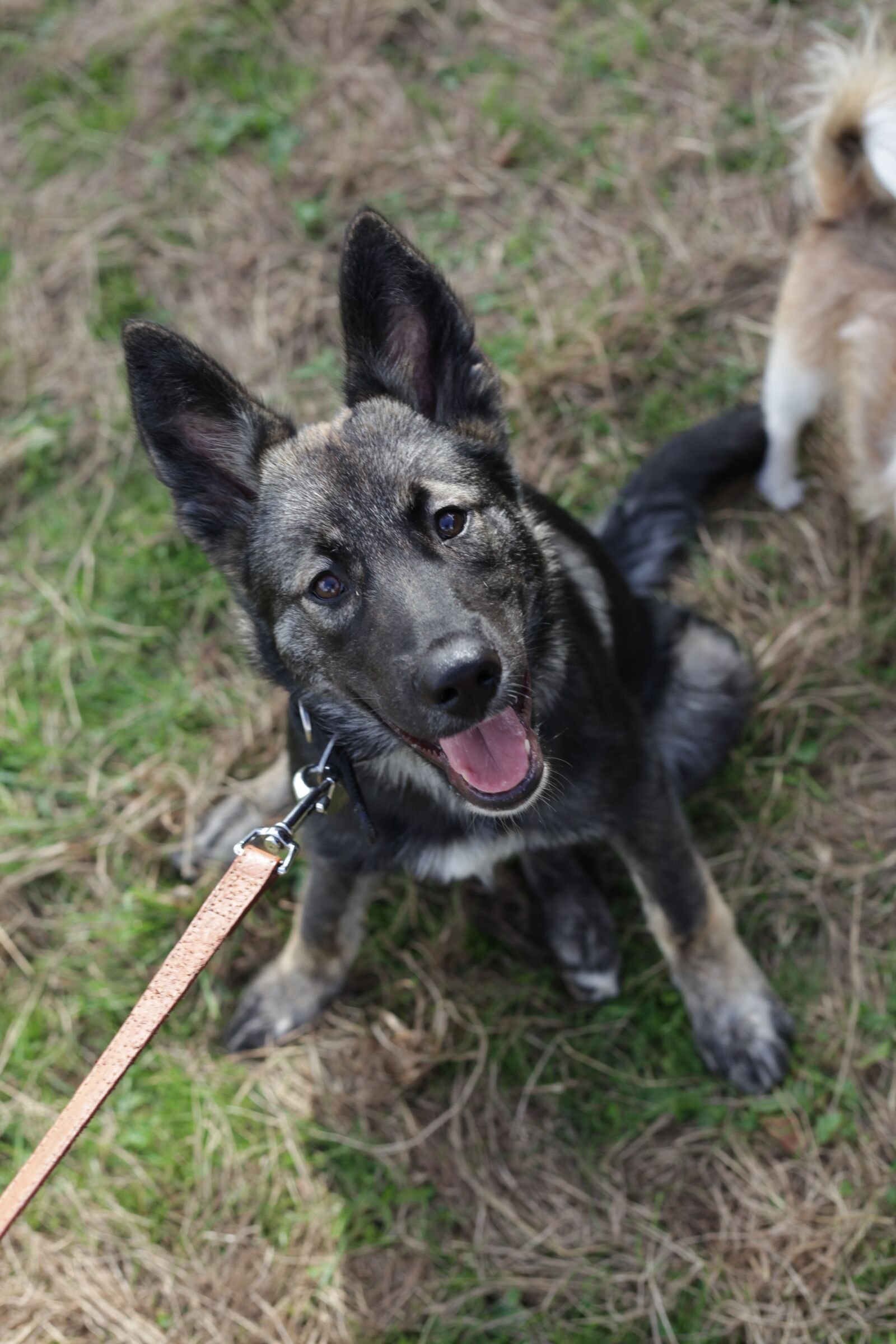 Canon EOS 5D Mark II sample photo. Dog, collie, husky photography