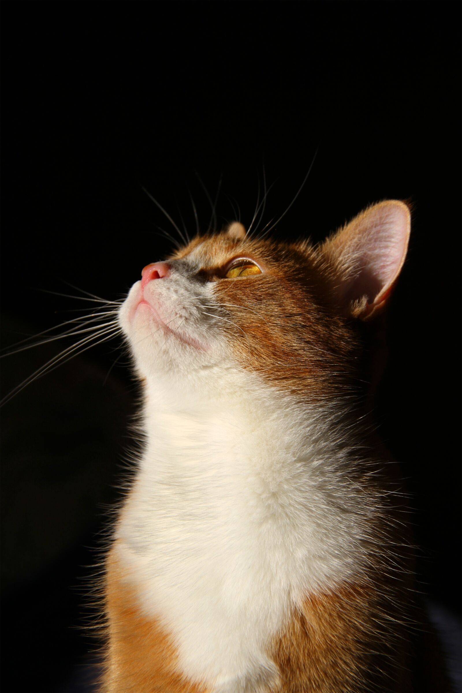 Canon EOS 7D sample photo. Cat, pet, domestic cat photography
