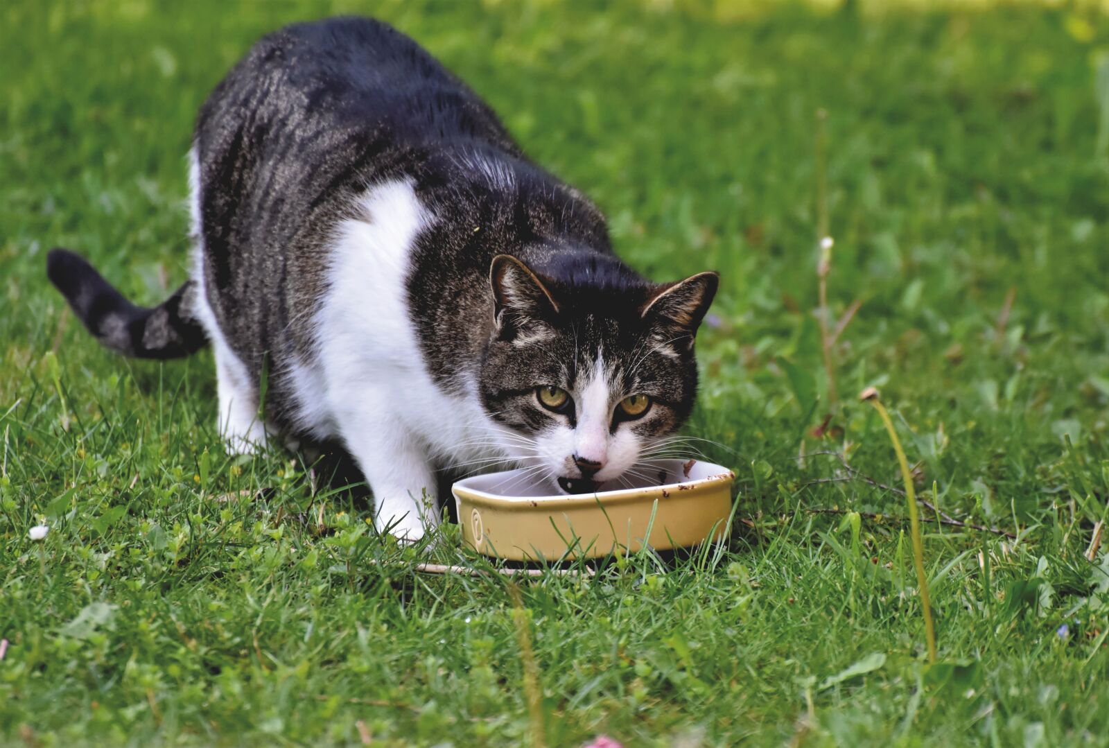 Nikon D7200 sample photo. Cat, domestic cat, kitten photography
