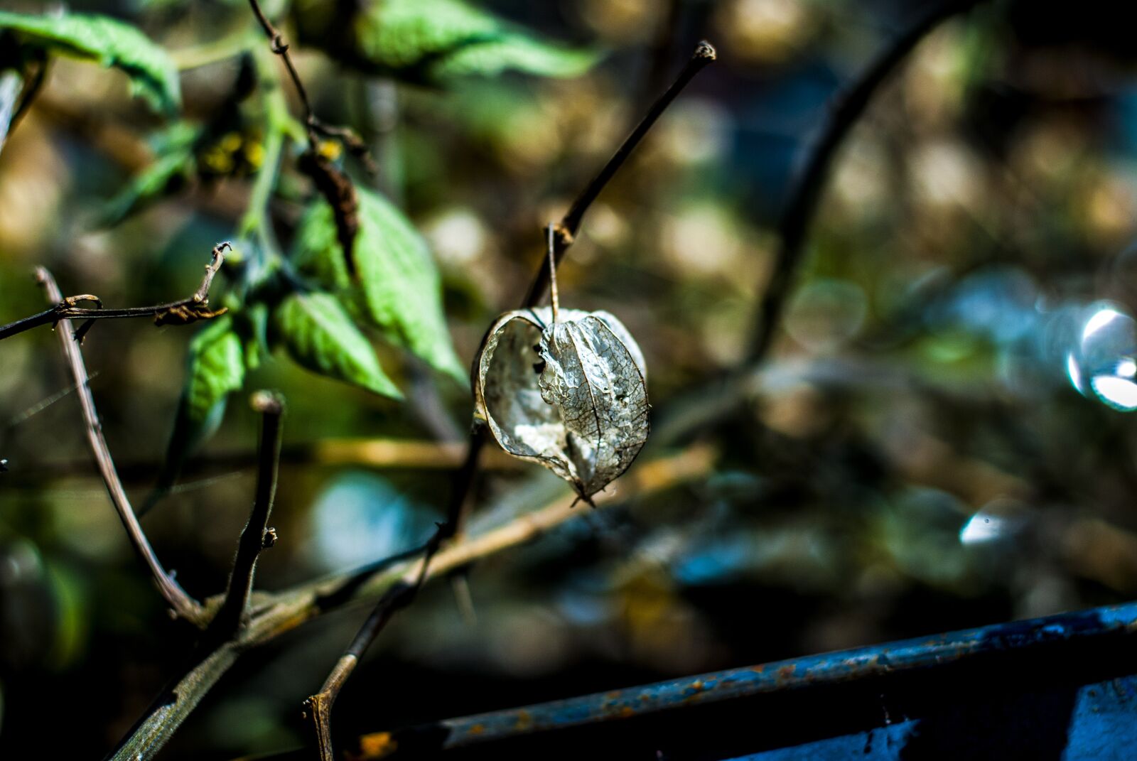Nikon D60 sample photo. Uvilla dry, fruit, landscape photography