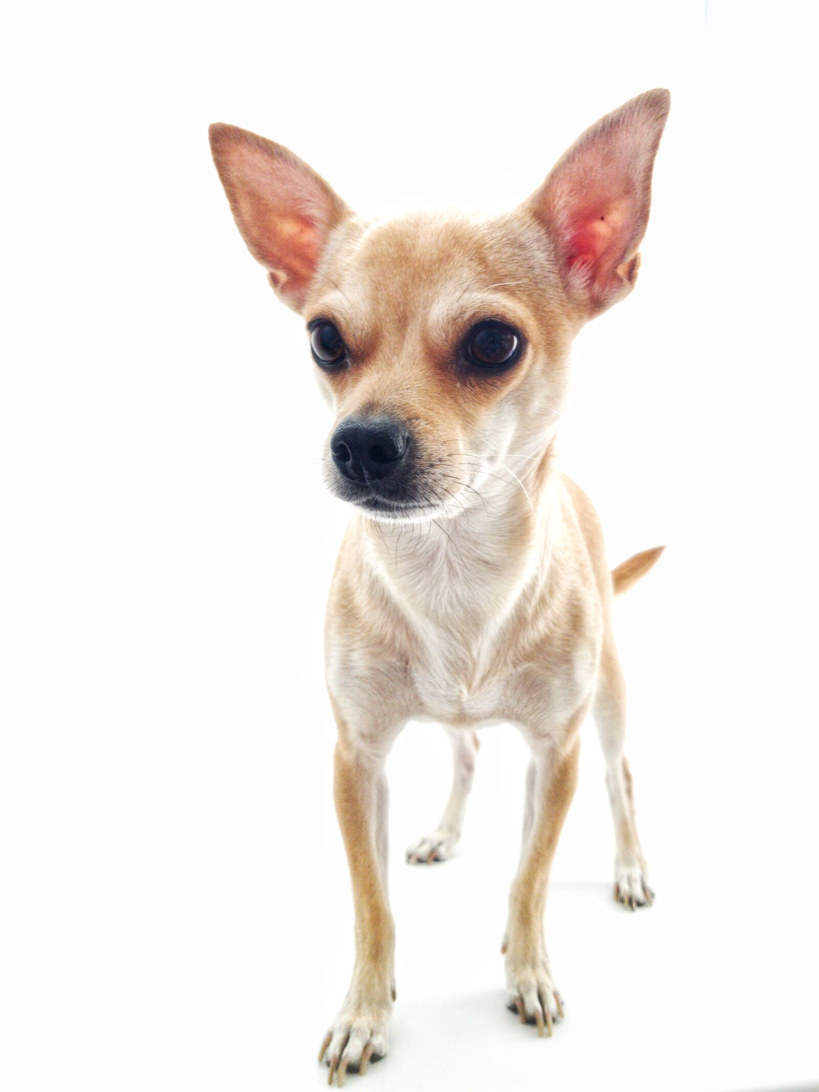 Samsung Galaxy S8+ sample photo. Dog, chihuahua, white background photography