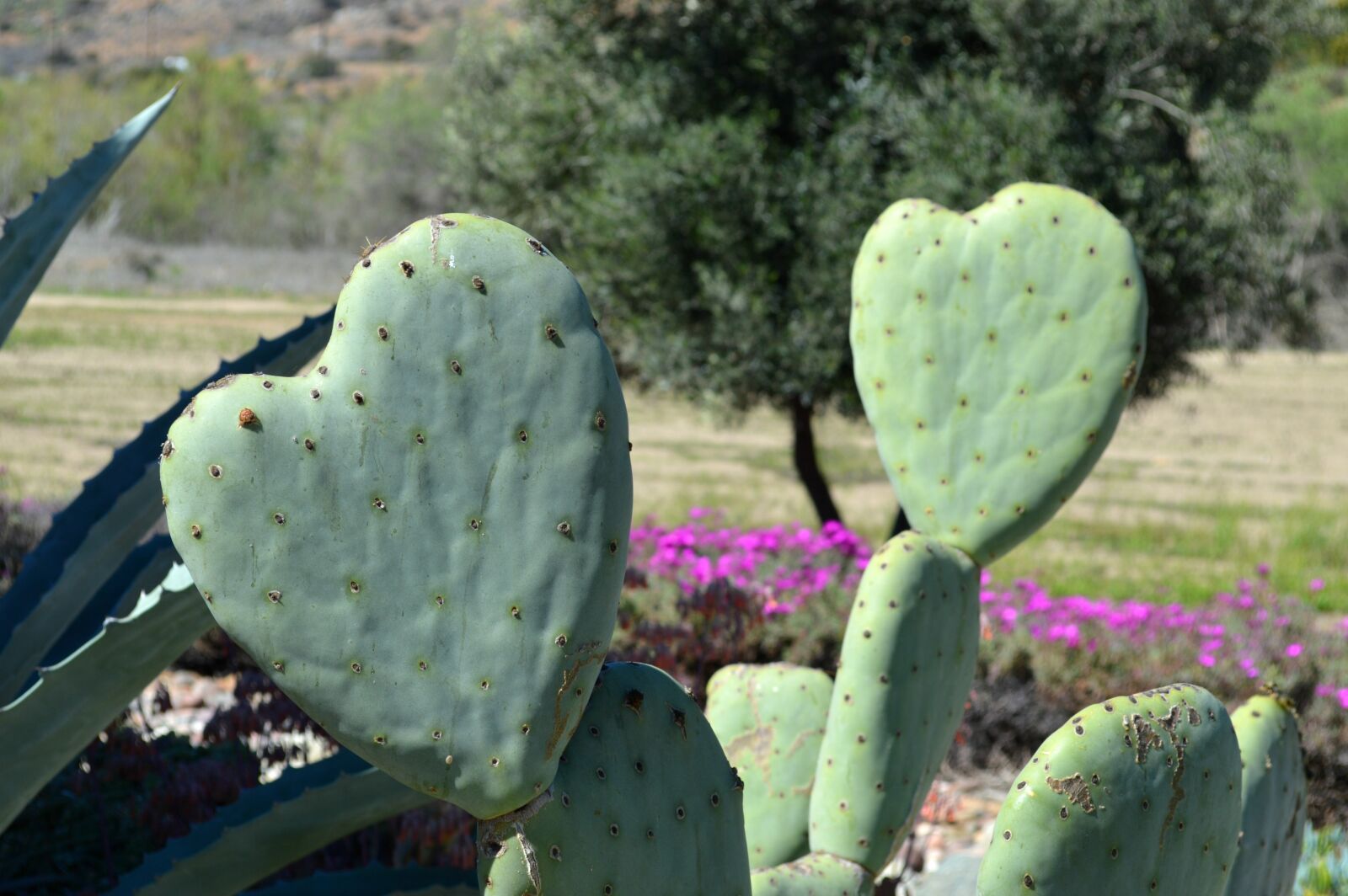 Nikon D3200 sample photo. Cactus, heart-shaped, nature photography