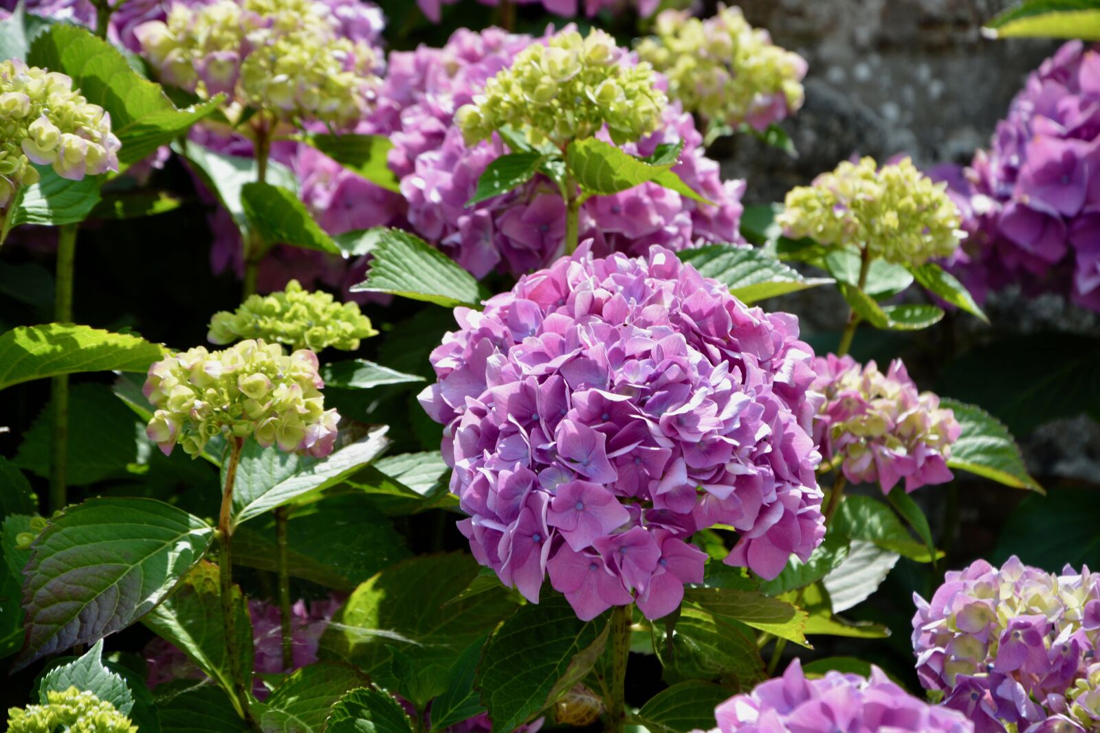 Nikon D5200 sample photo. Flower, flowers hydrangea, small photography