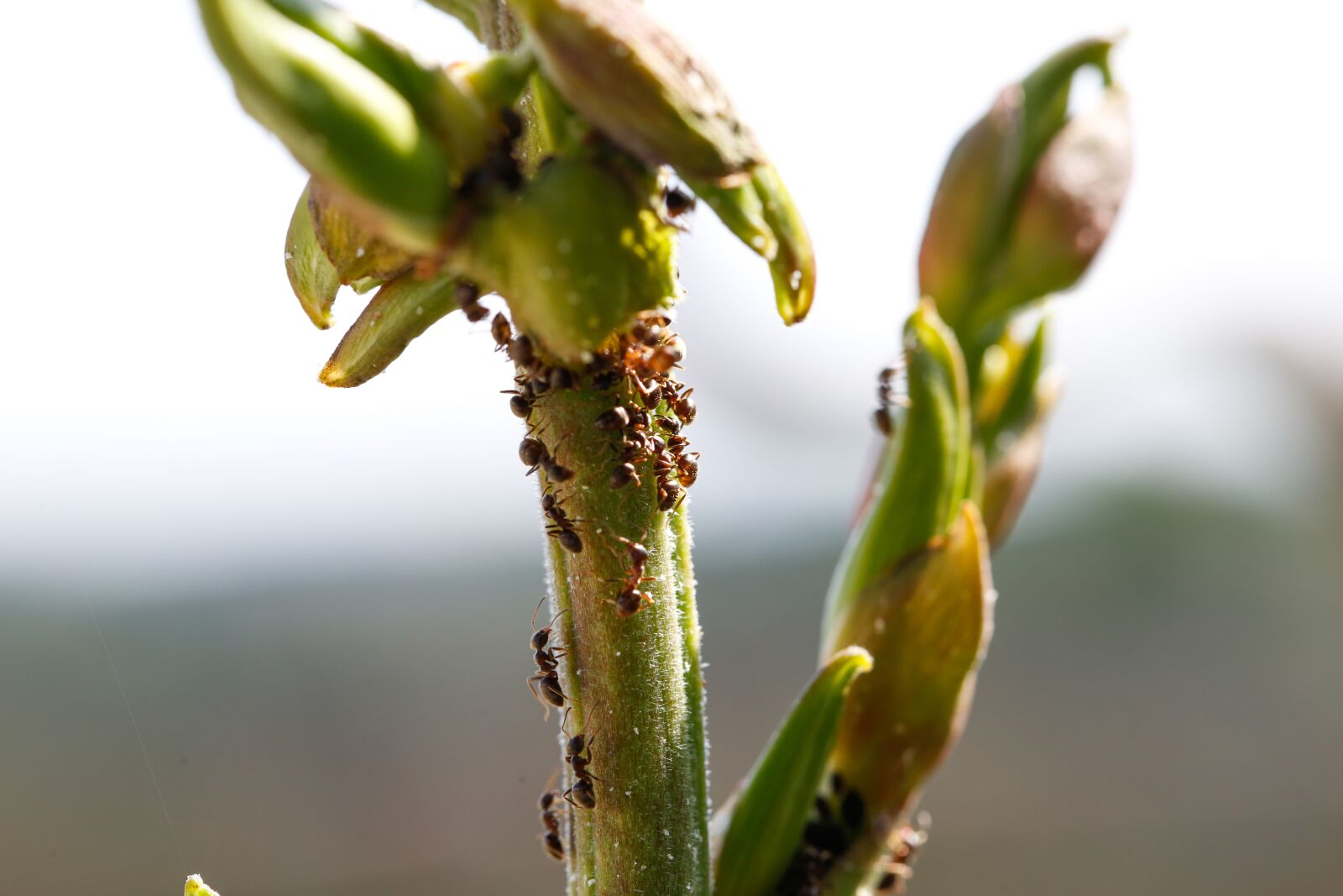 Canon EF 100mm F2.8L Macro IS USM sample photo. Plant, ants, palm photography