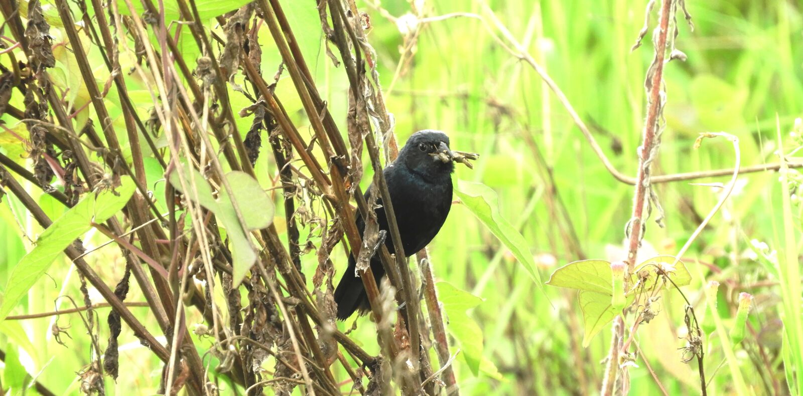 Nikon Coolpix B700 sample photo. Nature, ave, bird photography