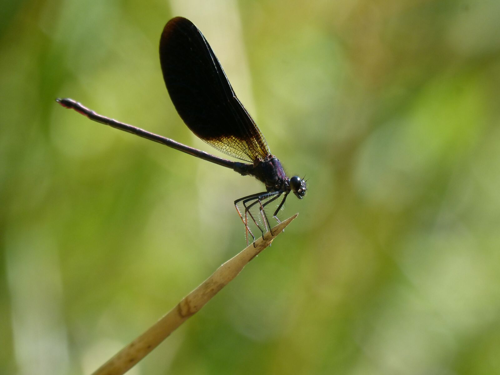 Panasonic DMC-FZ62 sample photo. Libella, black dragonfly, calopteryx photography