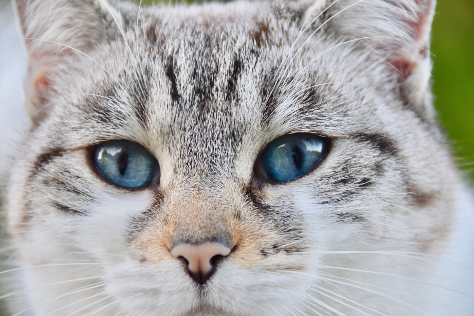 Nikon D5600 sample photo. Cat, alley cat, nose photography