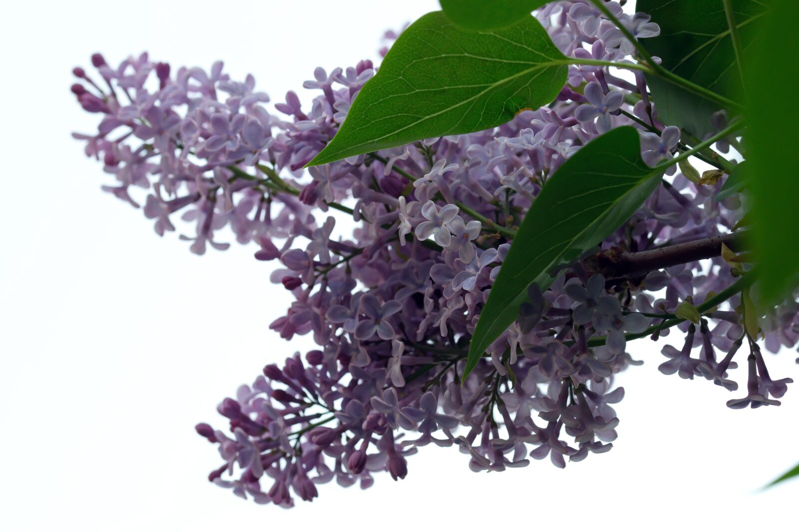 Nikon D5300 sample photo. Flowers, lilac, petals photography